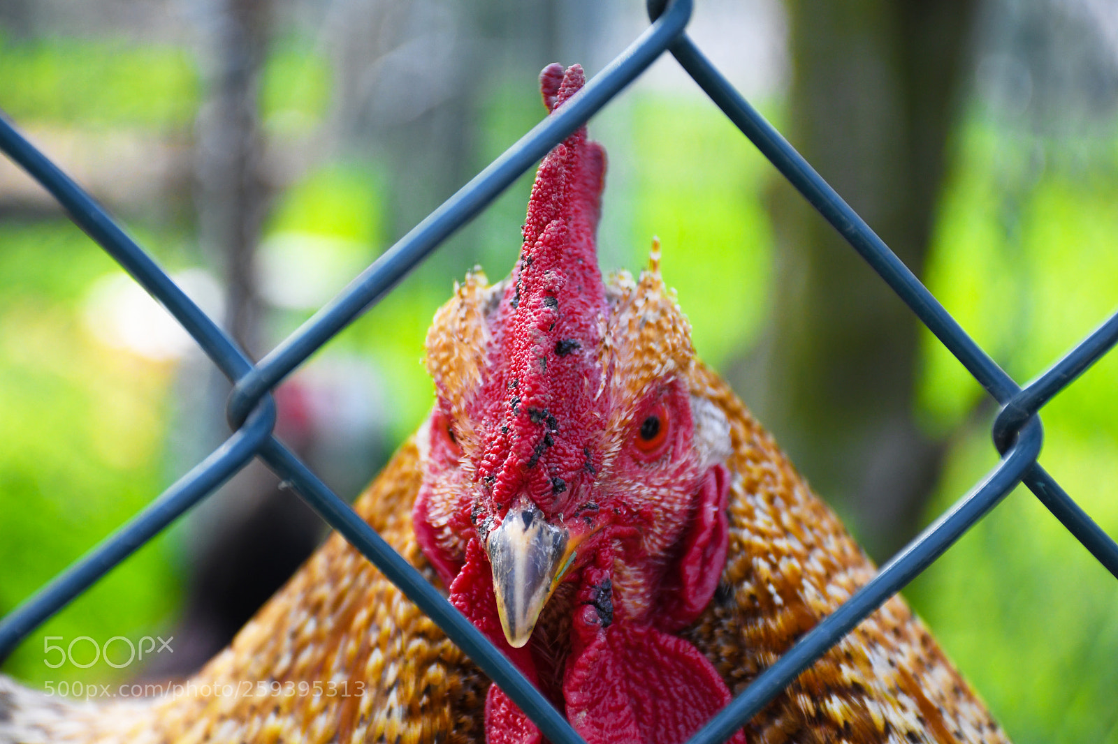Nikon D7500 sample photo. Zoo life 2018 photography