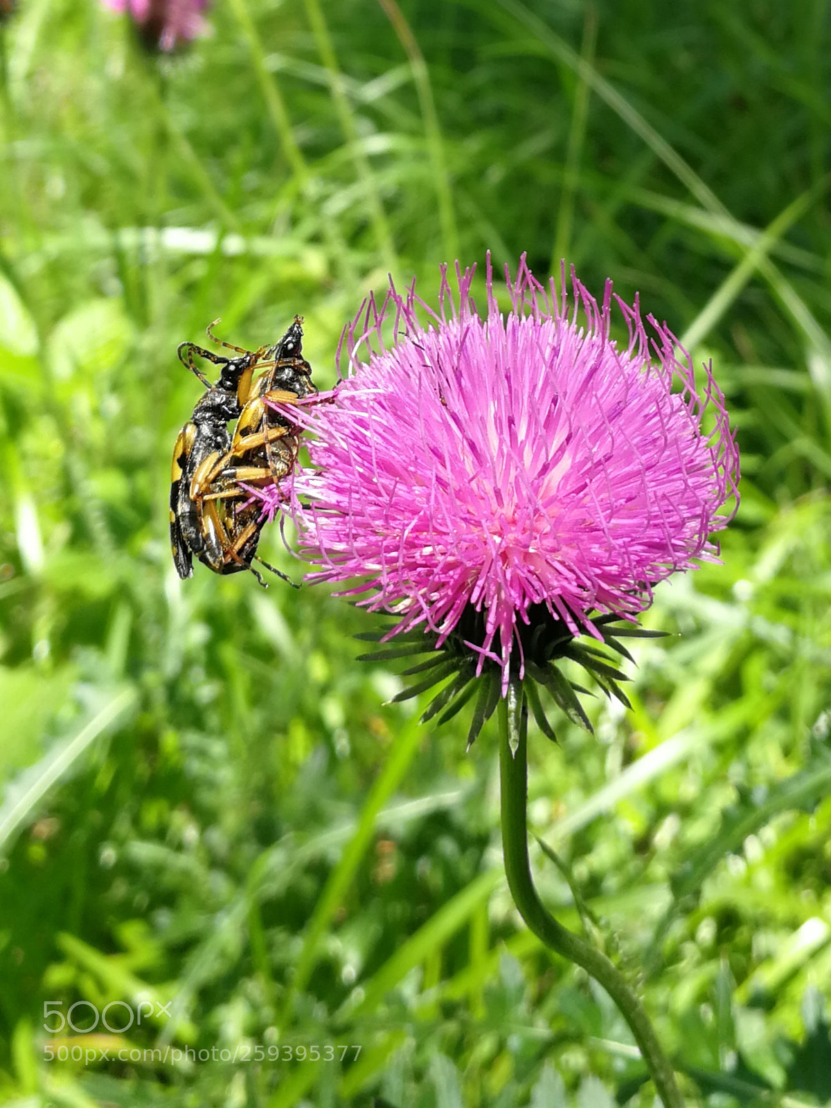 HUAWEI P10 sample photo. Bugs photography
