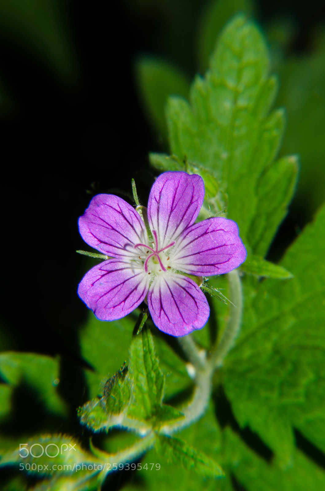 Nikon D5100 sample photo. 398 photography