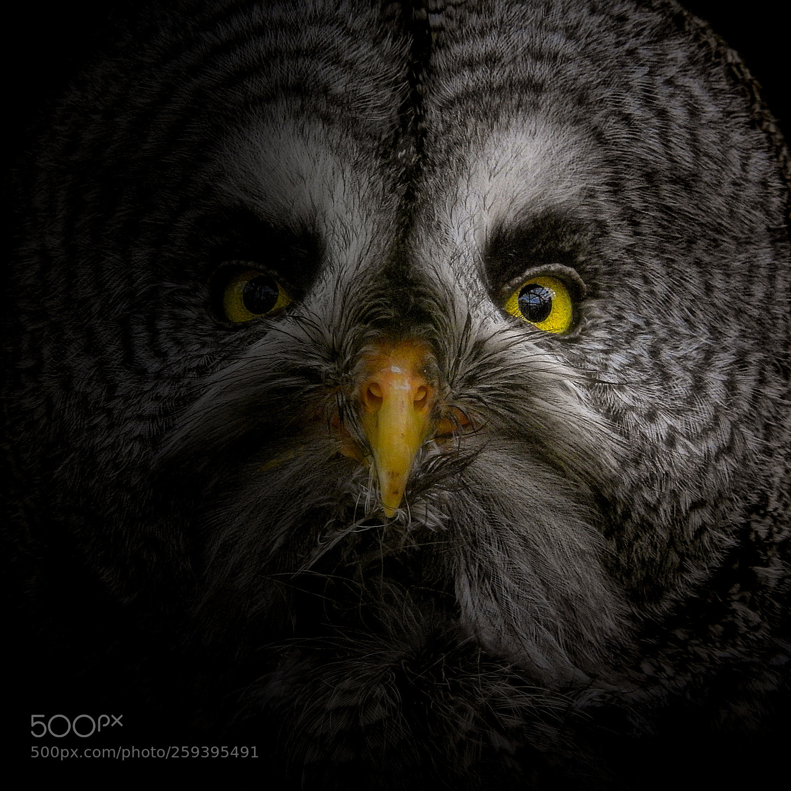 Nikon Coolpix P900 sample photo. Great grey owl photography