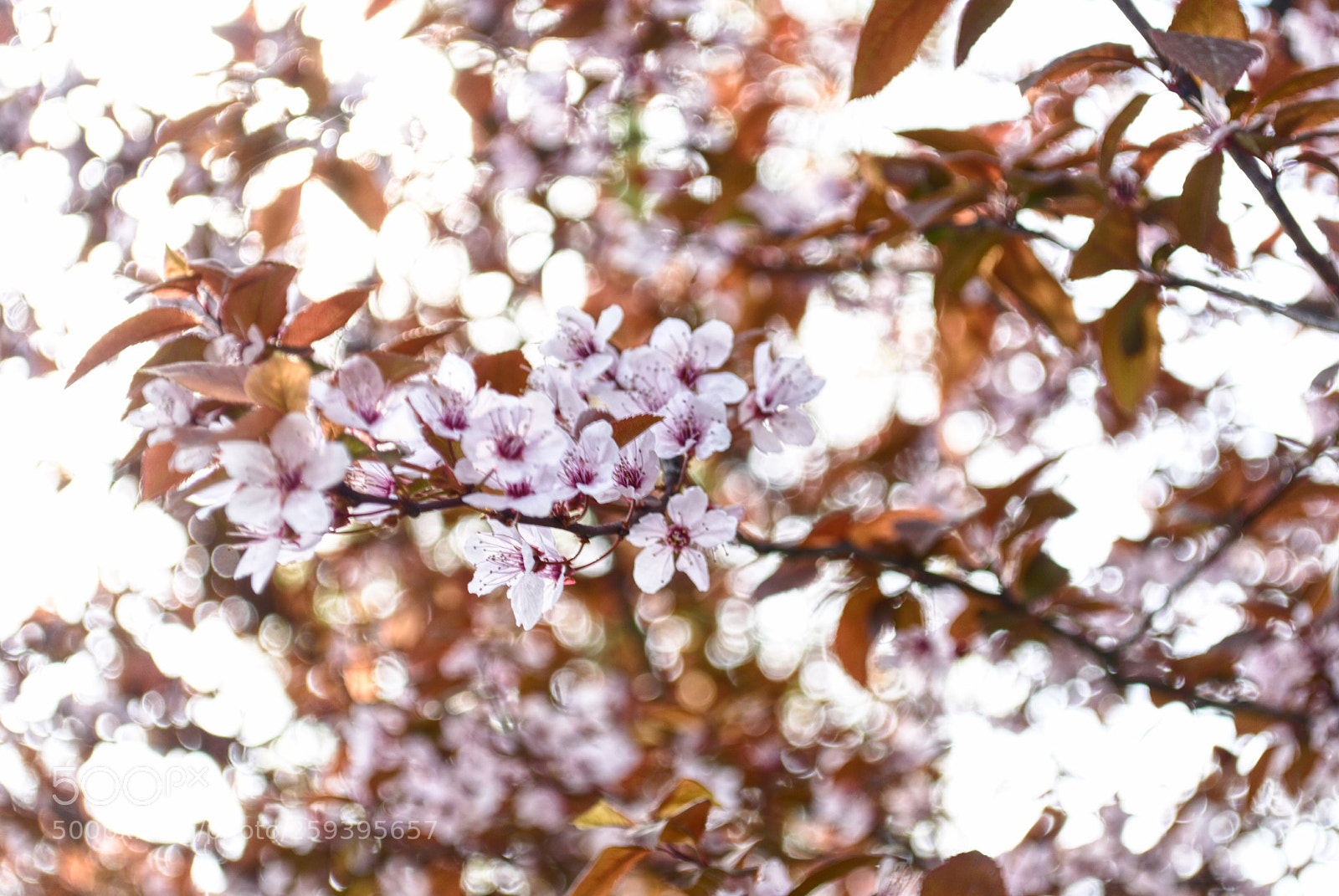 Nikon D80 sample photo. Spring  photography