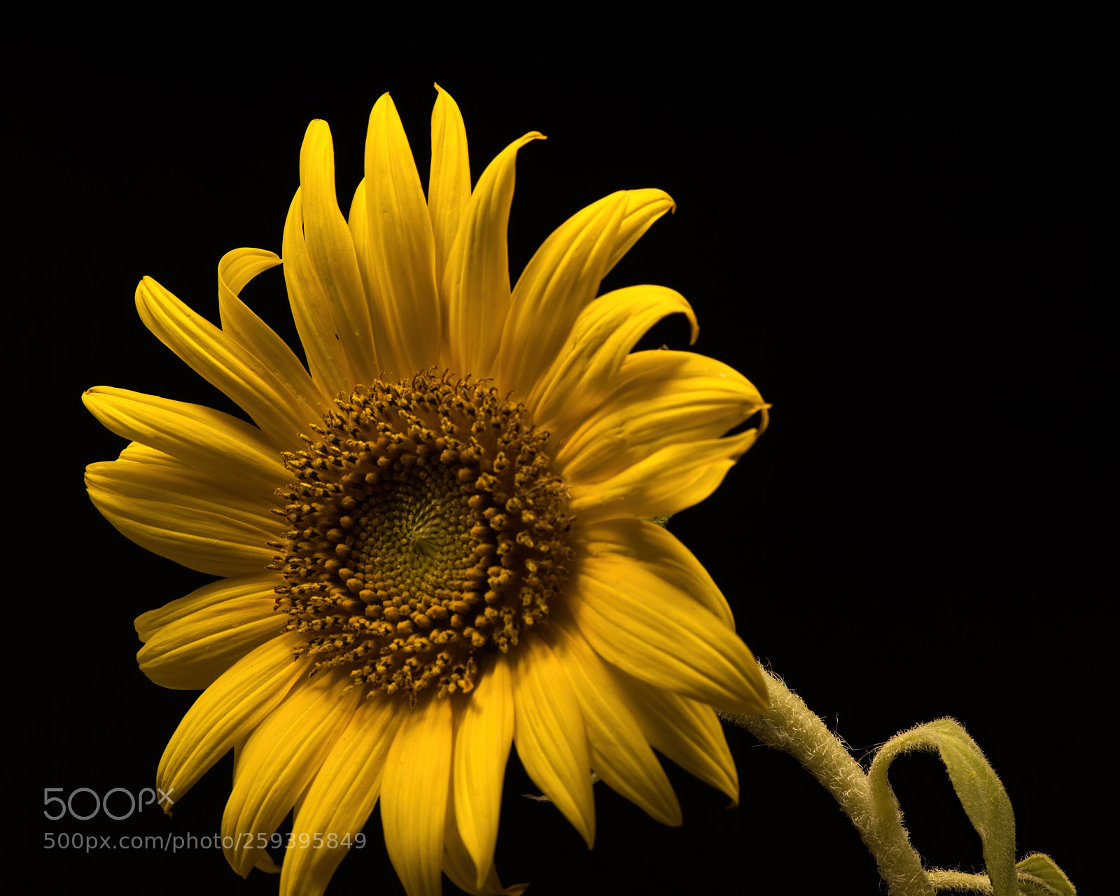 Nikon D810 sample photo. Sunflower 0729 photography