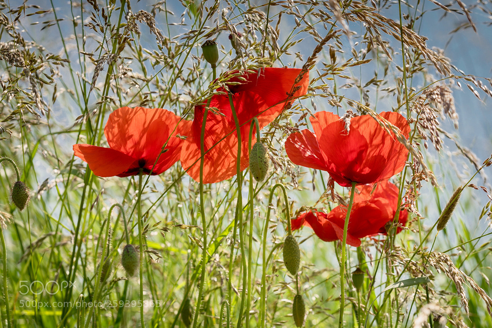 Sony a7R sample photo. Poppy time photography