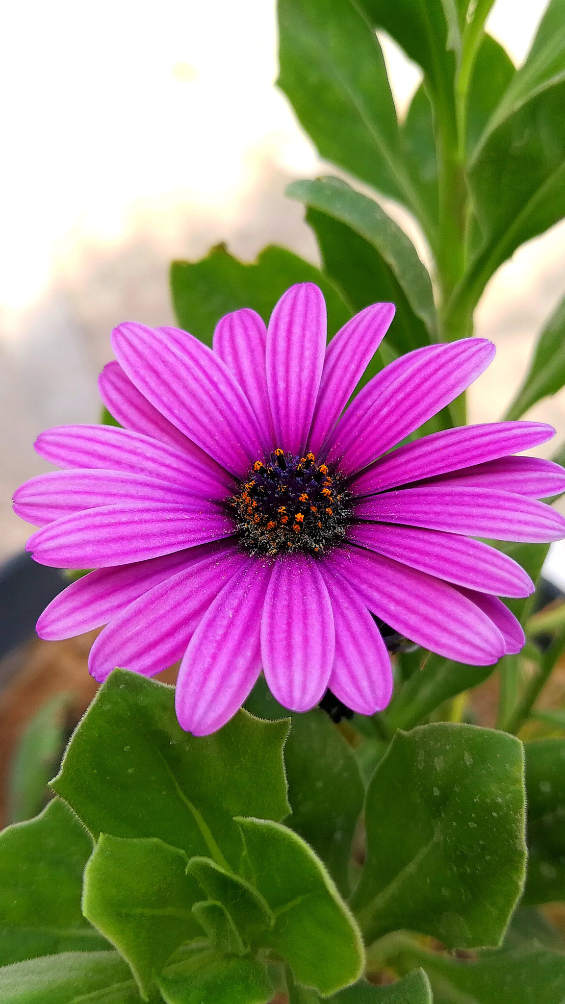 HUAWEI P10 Plus sample photo. Purple wonder photography