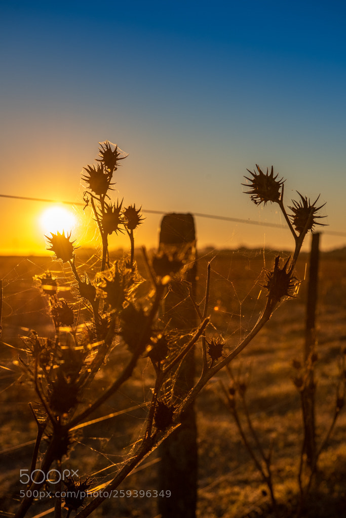 Nikon D810 sample photo. My special morning photography