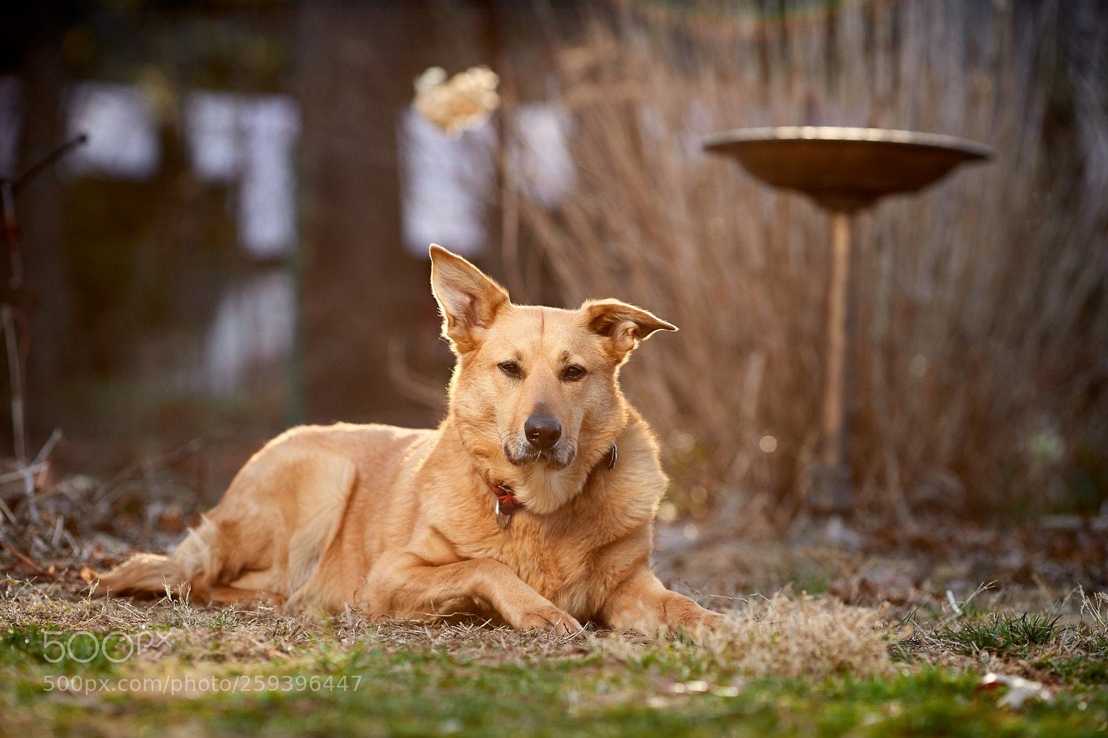 Canon EOS 6D Mark II sample photo. Kenzie relaxing in the photography