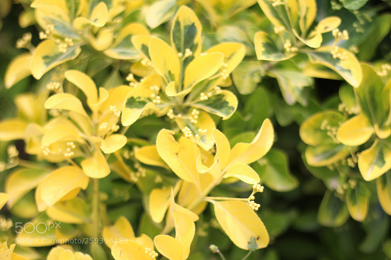 Canon EOS 700D (EOS Rebel T5i / EOS Kiss X7i) + Canon EF 50mm F1.8 STM sample photo. Untitled photography
