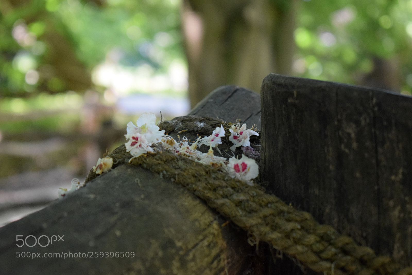 Nikon D5300 sample photo. Detail photography