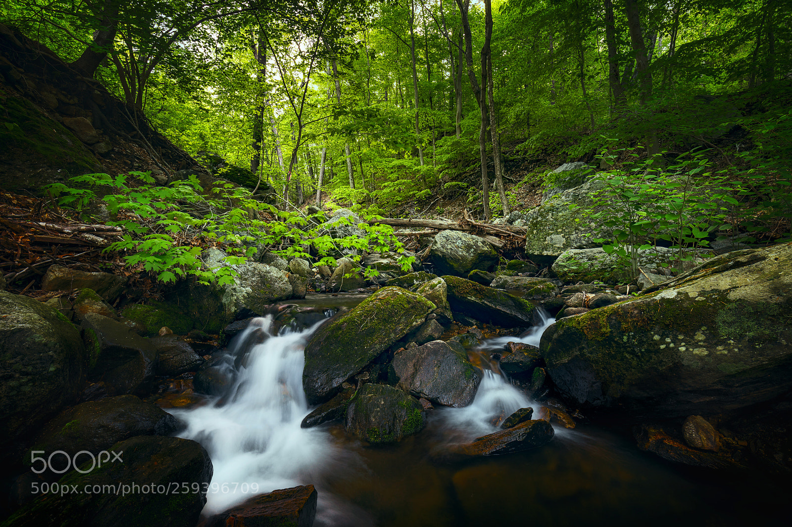 Sony a7 sample photo. Spring in the forest photography