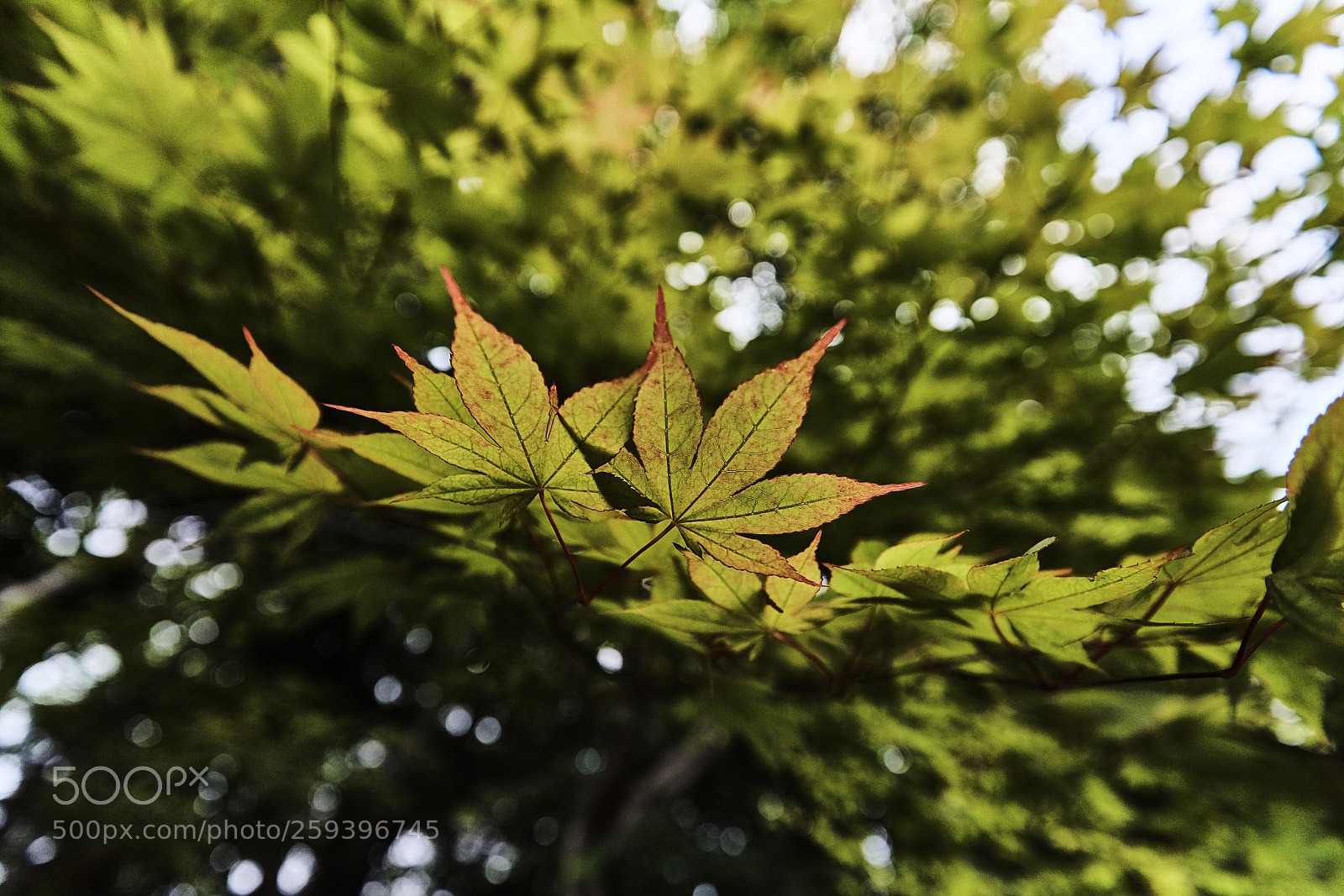 Sony a99 II sample photo. Summer explosion photography