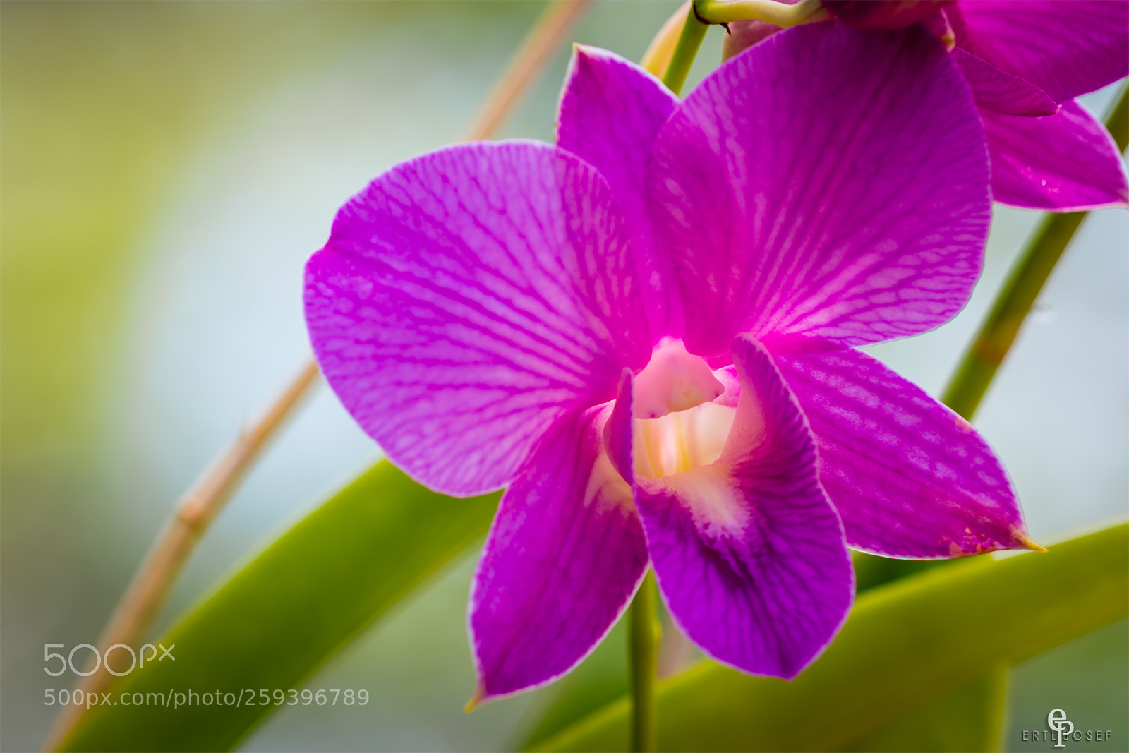 Canon EOS 70D sample photo. Freiland orchidee photography