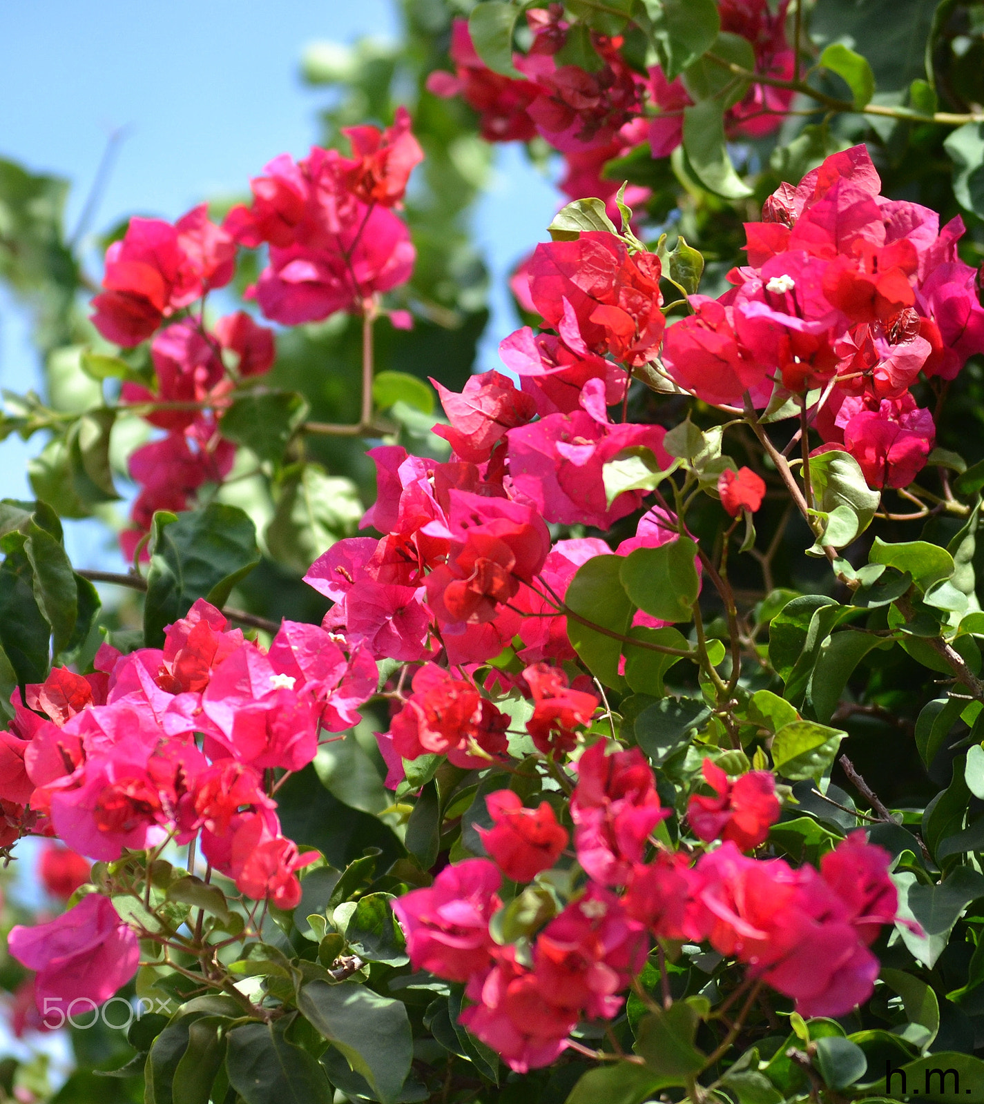 Nikon D3100 sample photo. Cdeo photography