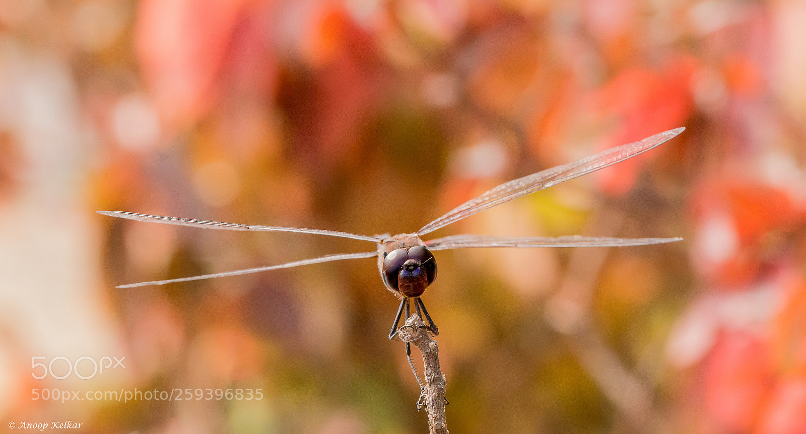 Canon EOS 700D (EOS Rebel T5i / EOS Kiss X7i) sample photo. Crossed wings photography