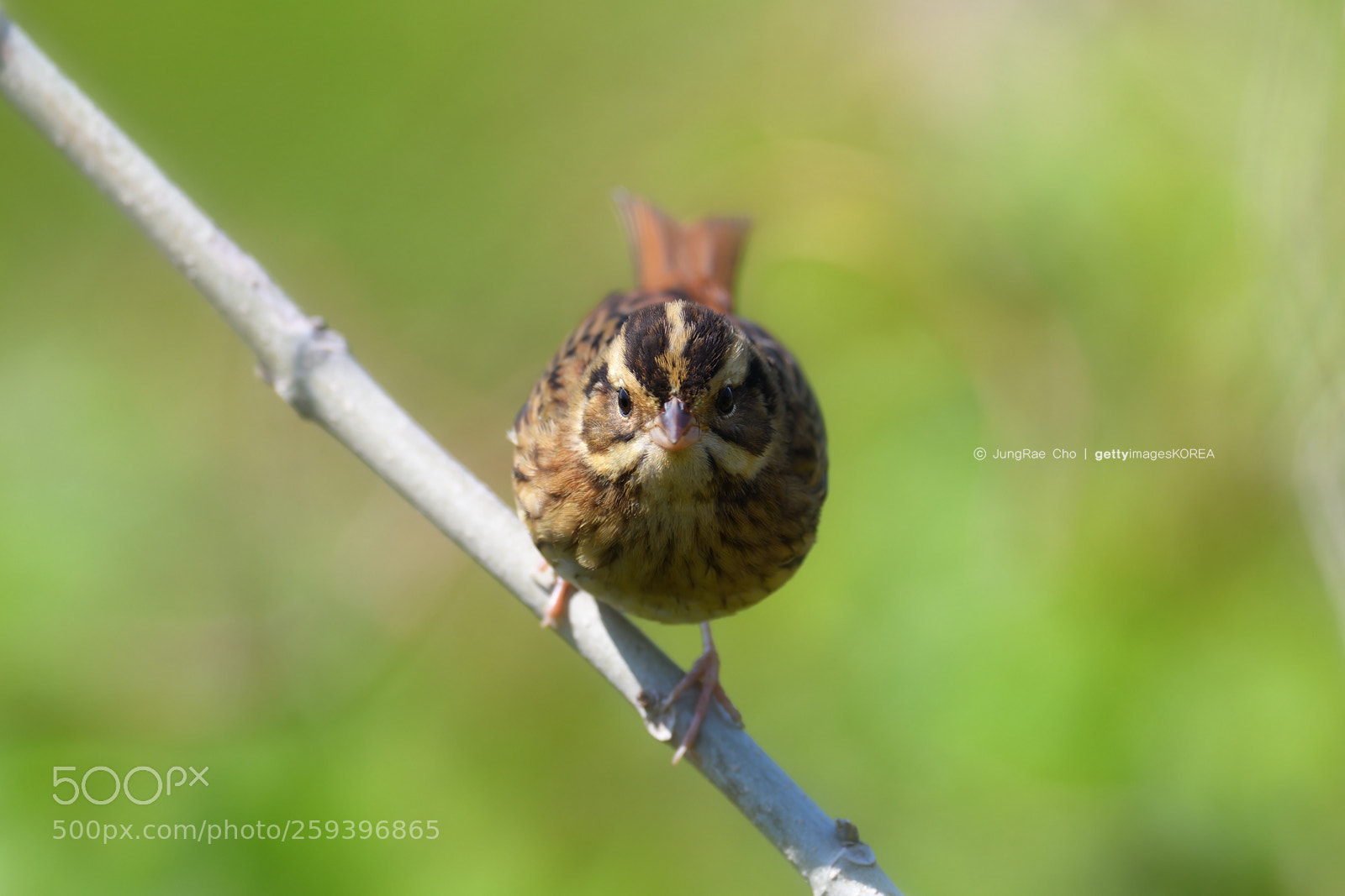 Nikon D850 sample photo. Tristram's bunting photography