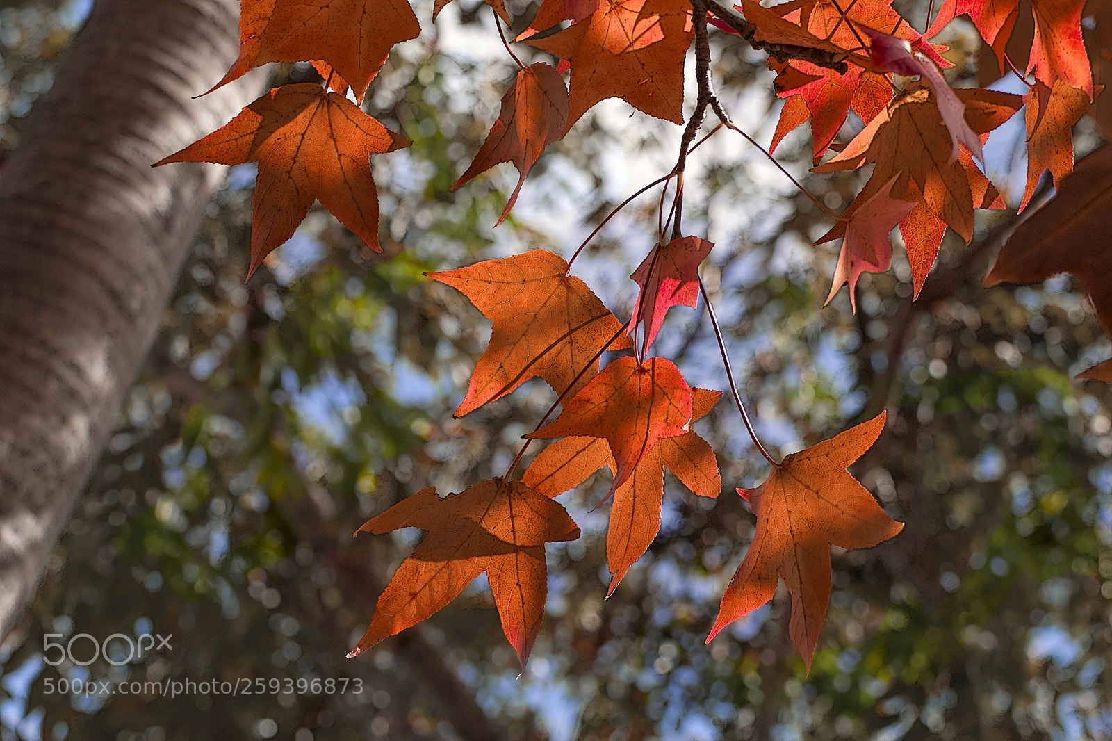 Canon EOS 60D sample photo. Maple tree photography