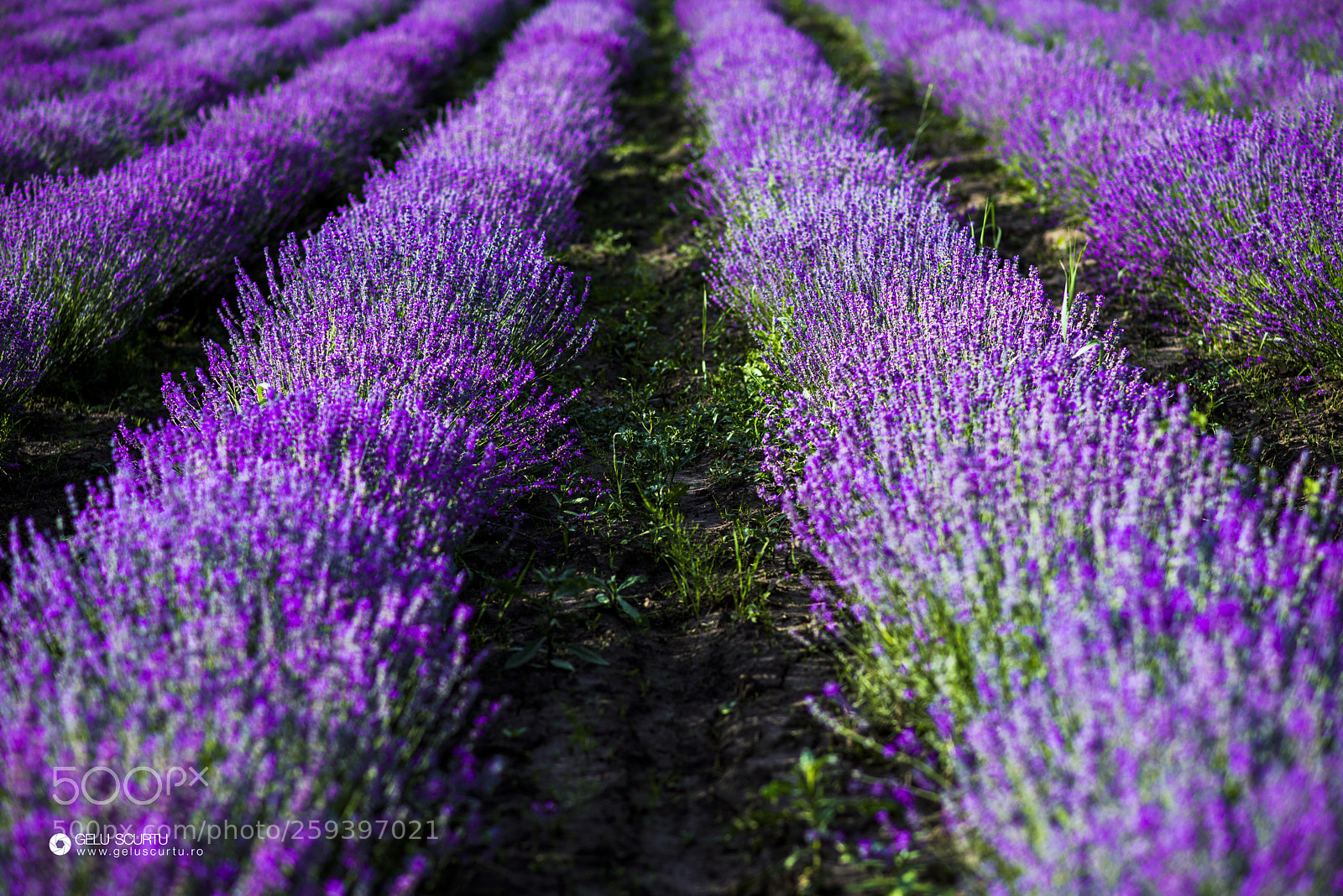 Nikon D610 sample photo. Lavander photography
