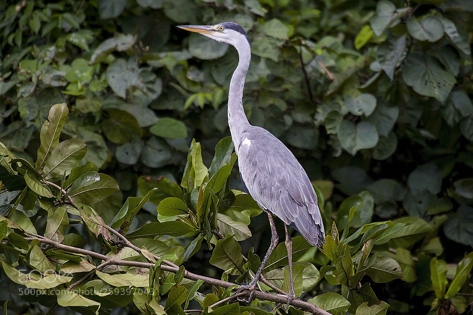 Nikon D4 sample photo. Grey heron photography