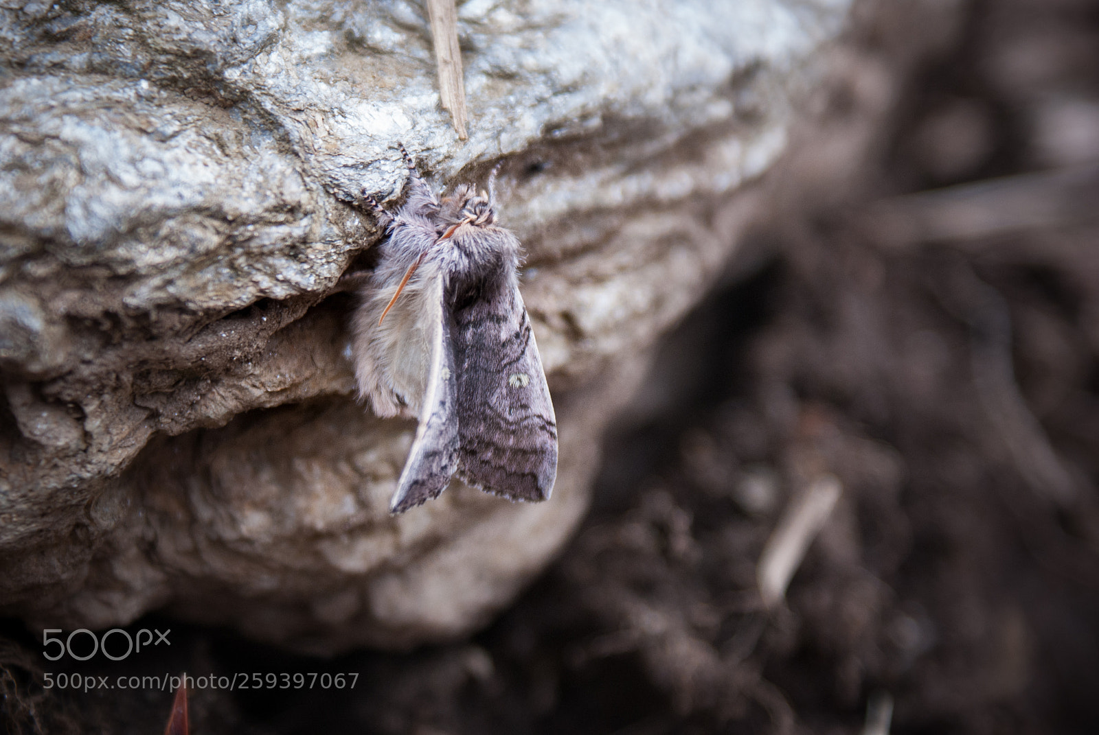 Sony Alpha DSLR-A300 sample photo. Moth photography