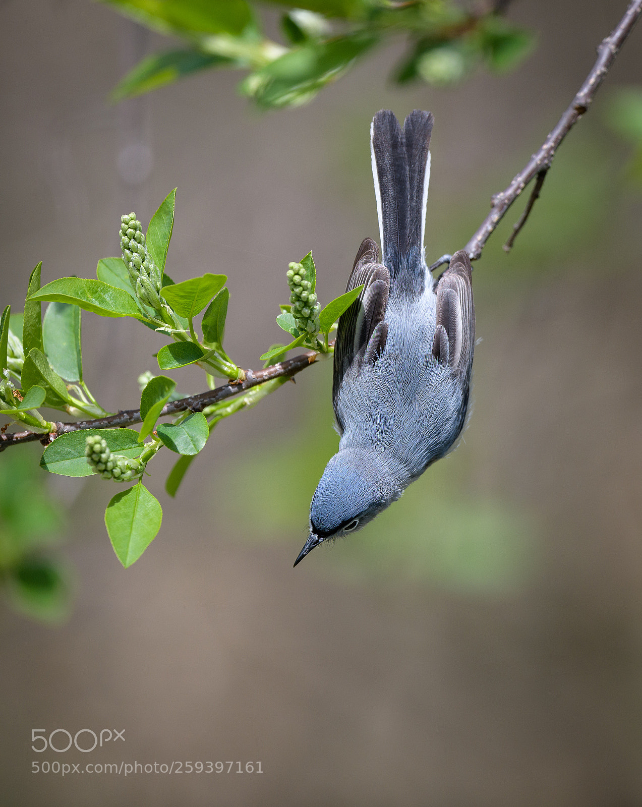 Nikon D850 sample photo. Blue-gray gnatcatcher photography