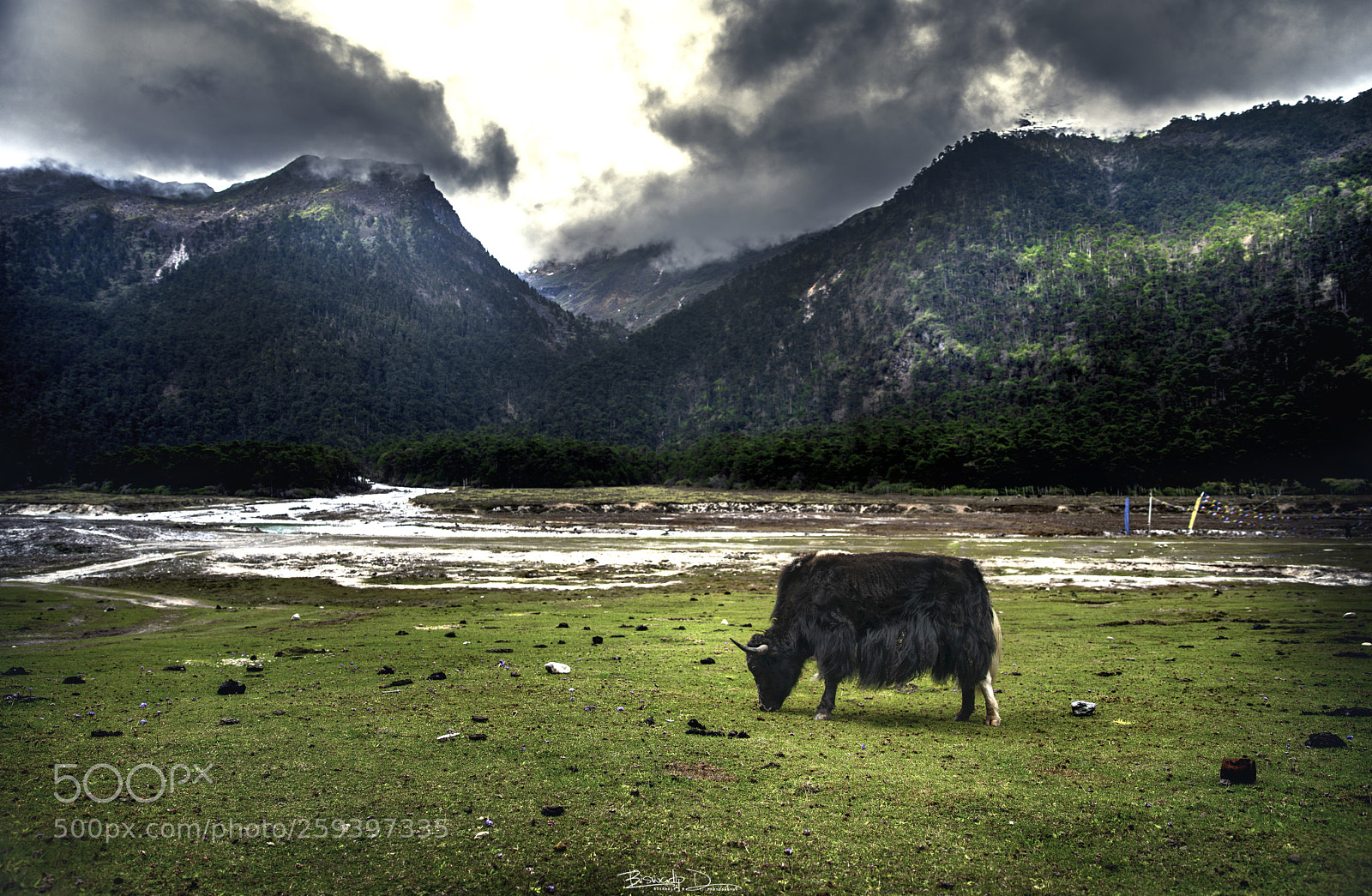 Sony a7R III sample photo. Yumthang valley photography