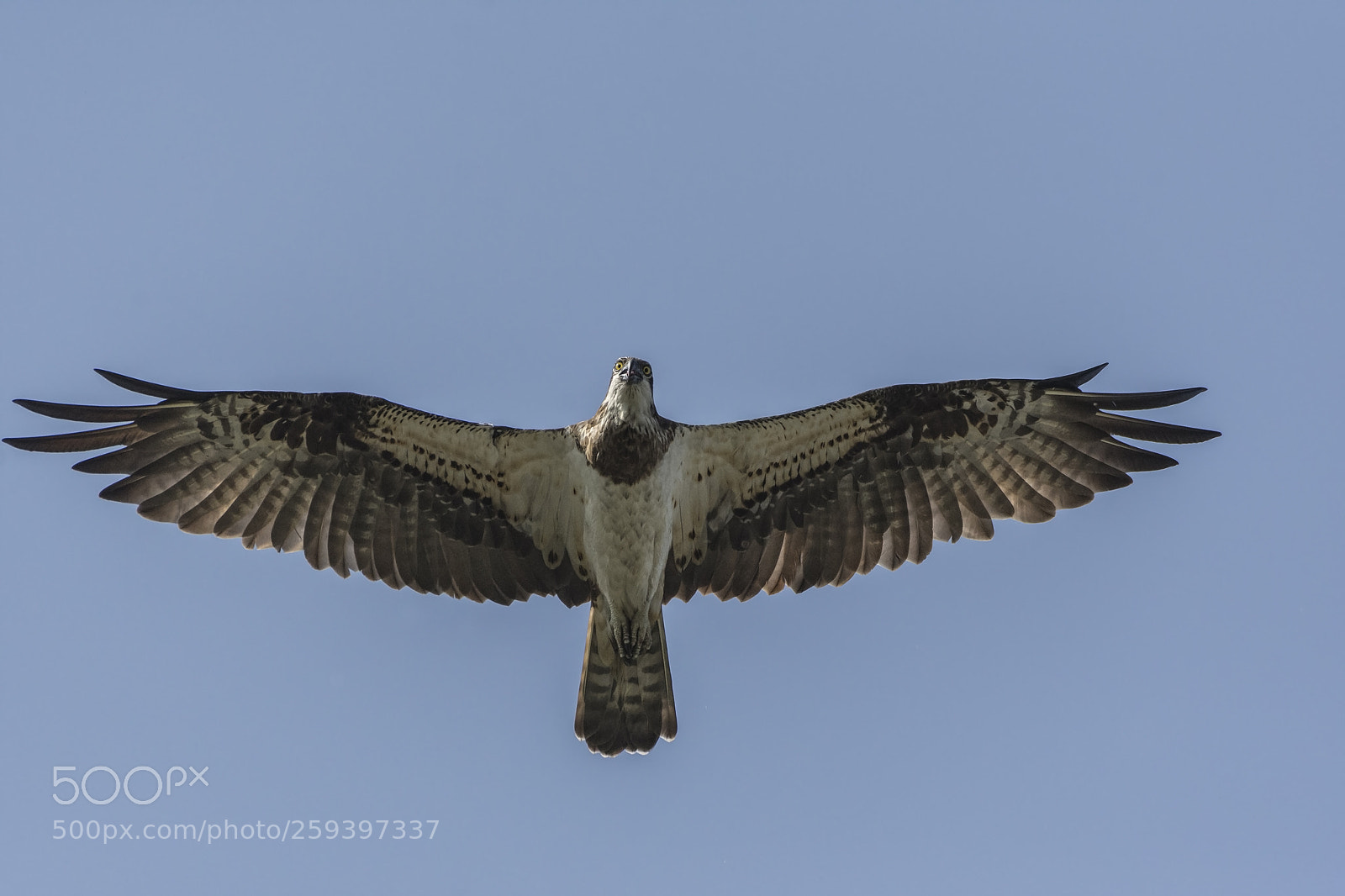 Nikon D7200 sample photo. Osprey (pandion haliaetus) photography