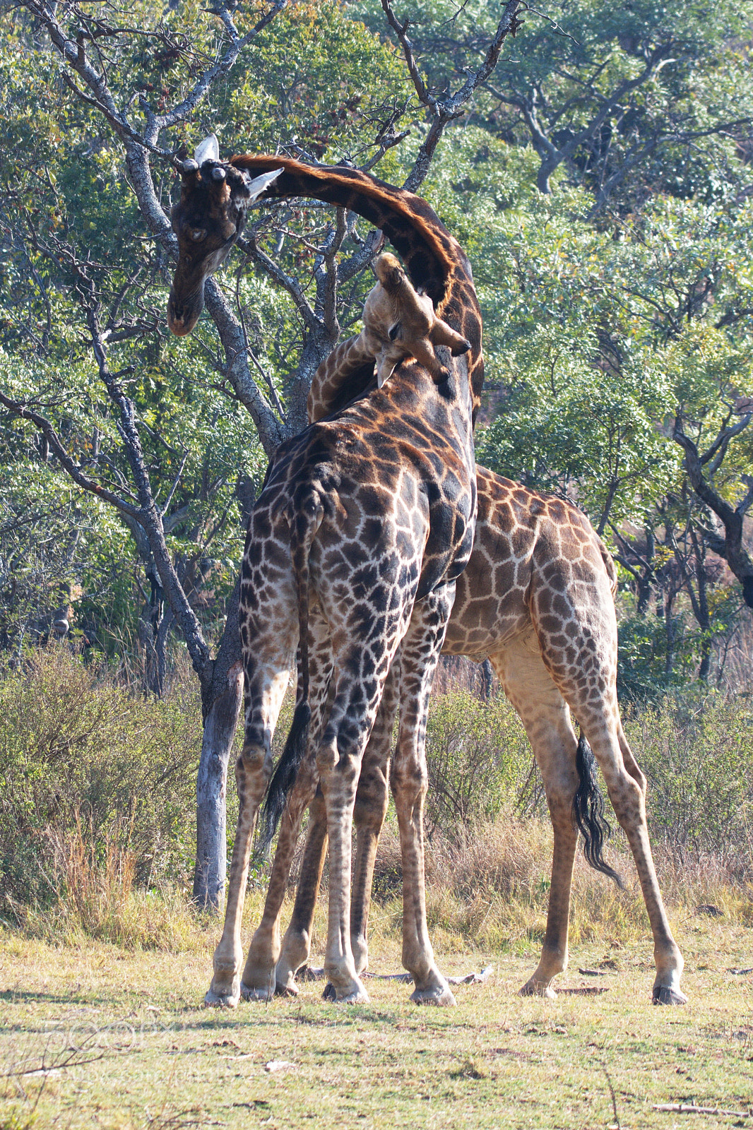 Nikon D7200 sample photo. Giraffe foreplay!! photography