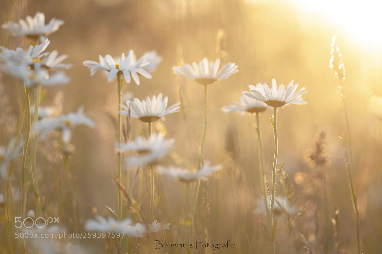 Canon EOS 5D Mark II sample photo. Margrietjes photography