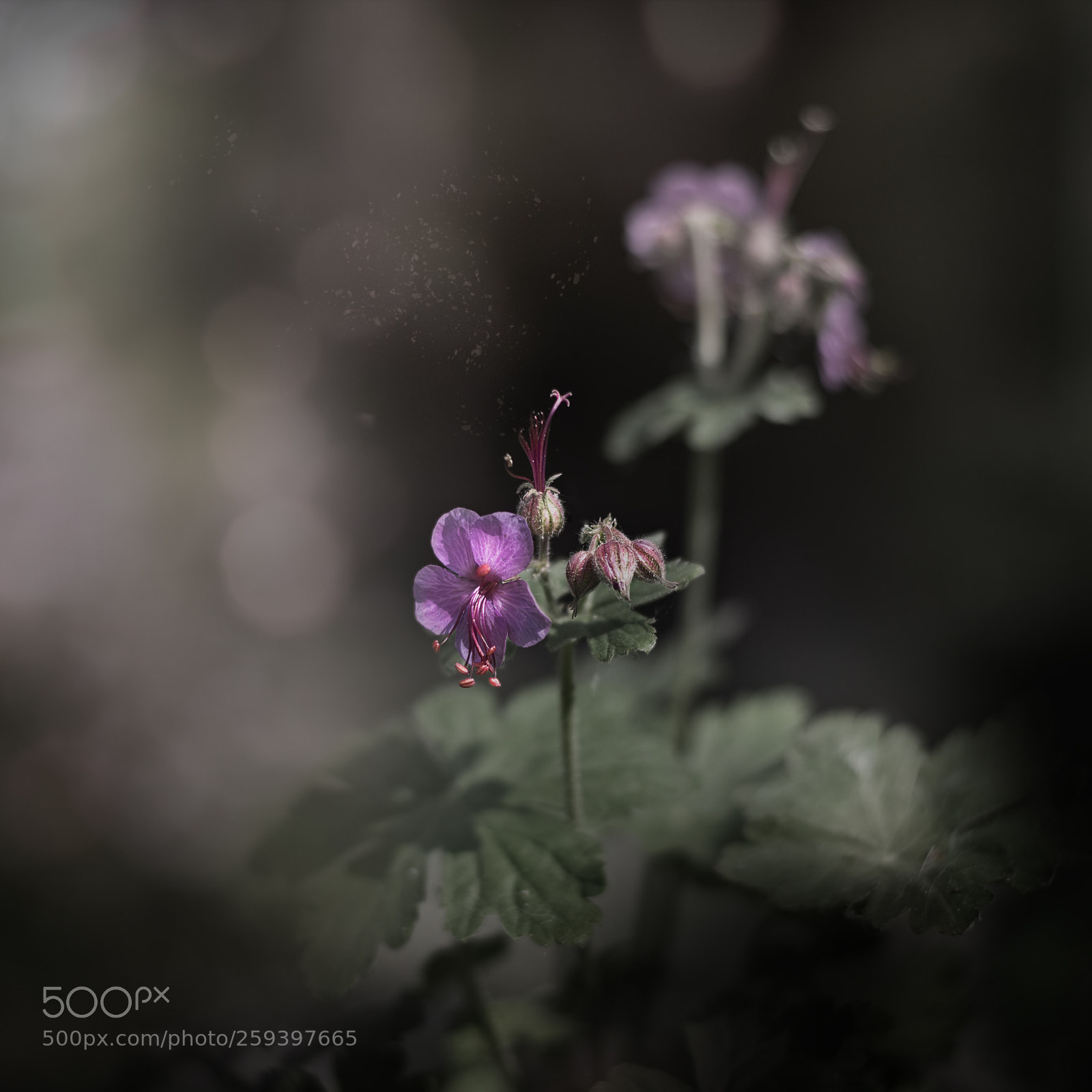 Nikon D750 sample photo. Little wonders photography