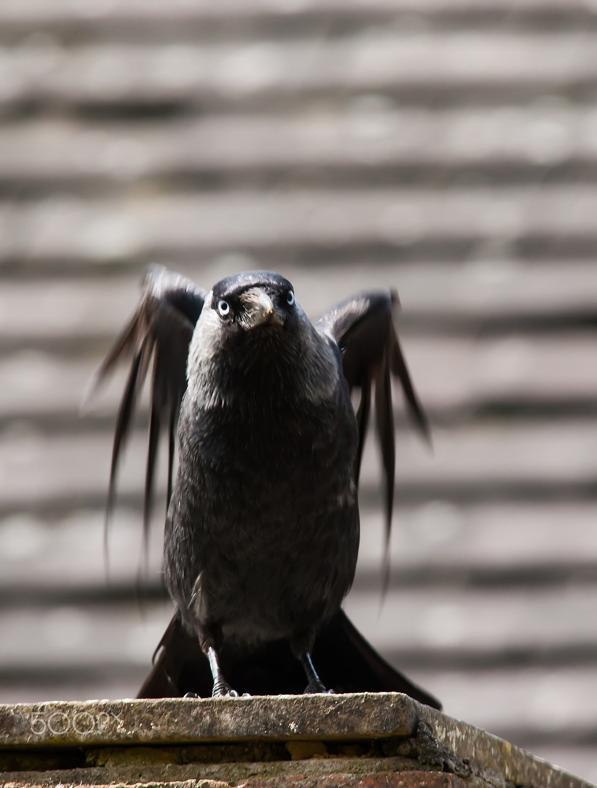 Canon EOS-1D Mark III sample photo. Jackdaw photography