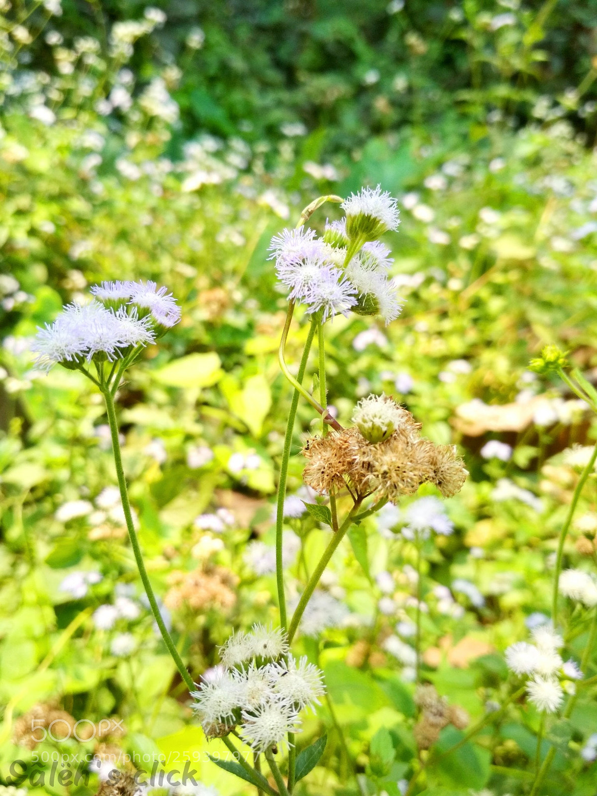 Xiaomi Redmi 4X sample photo. Nature's beauty photography