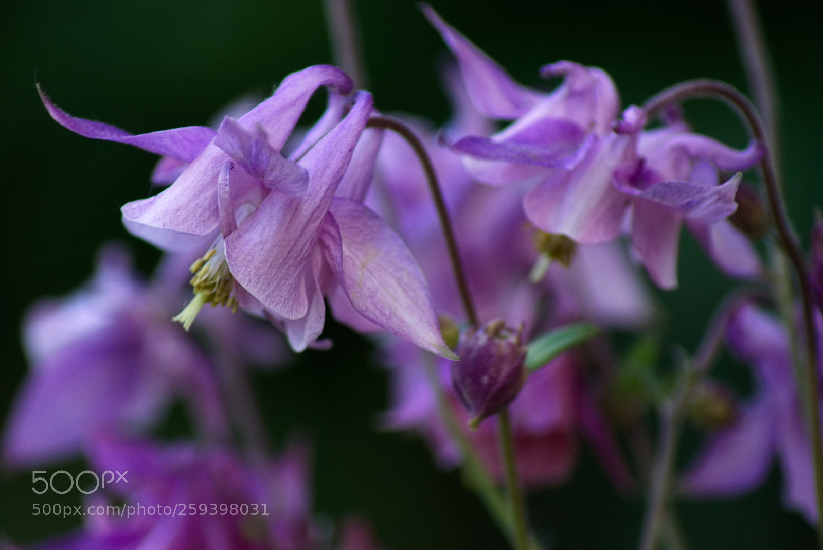 Sony SLT-A77 sample photo. Pink photography