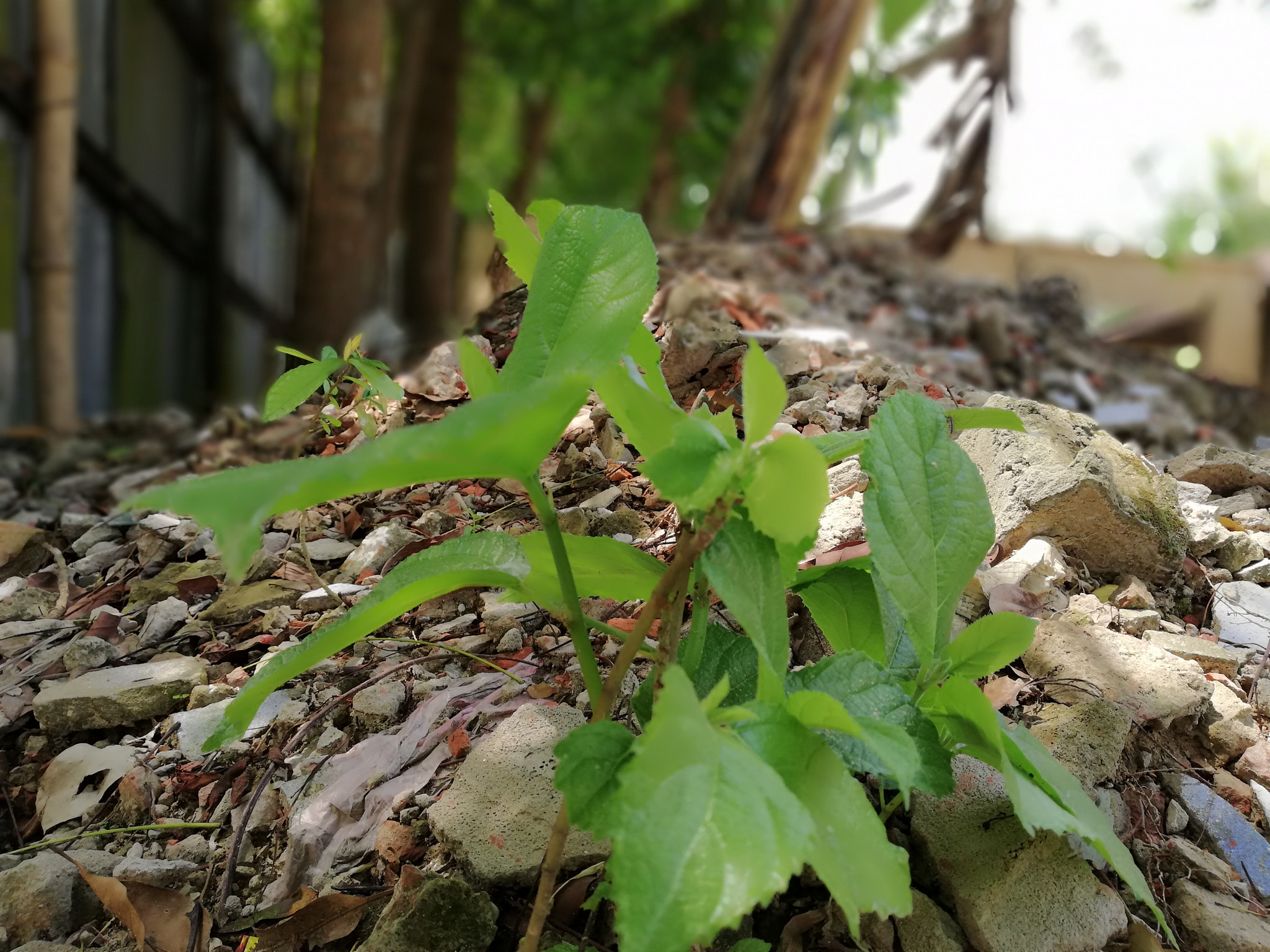 HUAWEI nova 2i sample photo