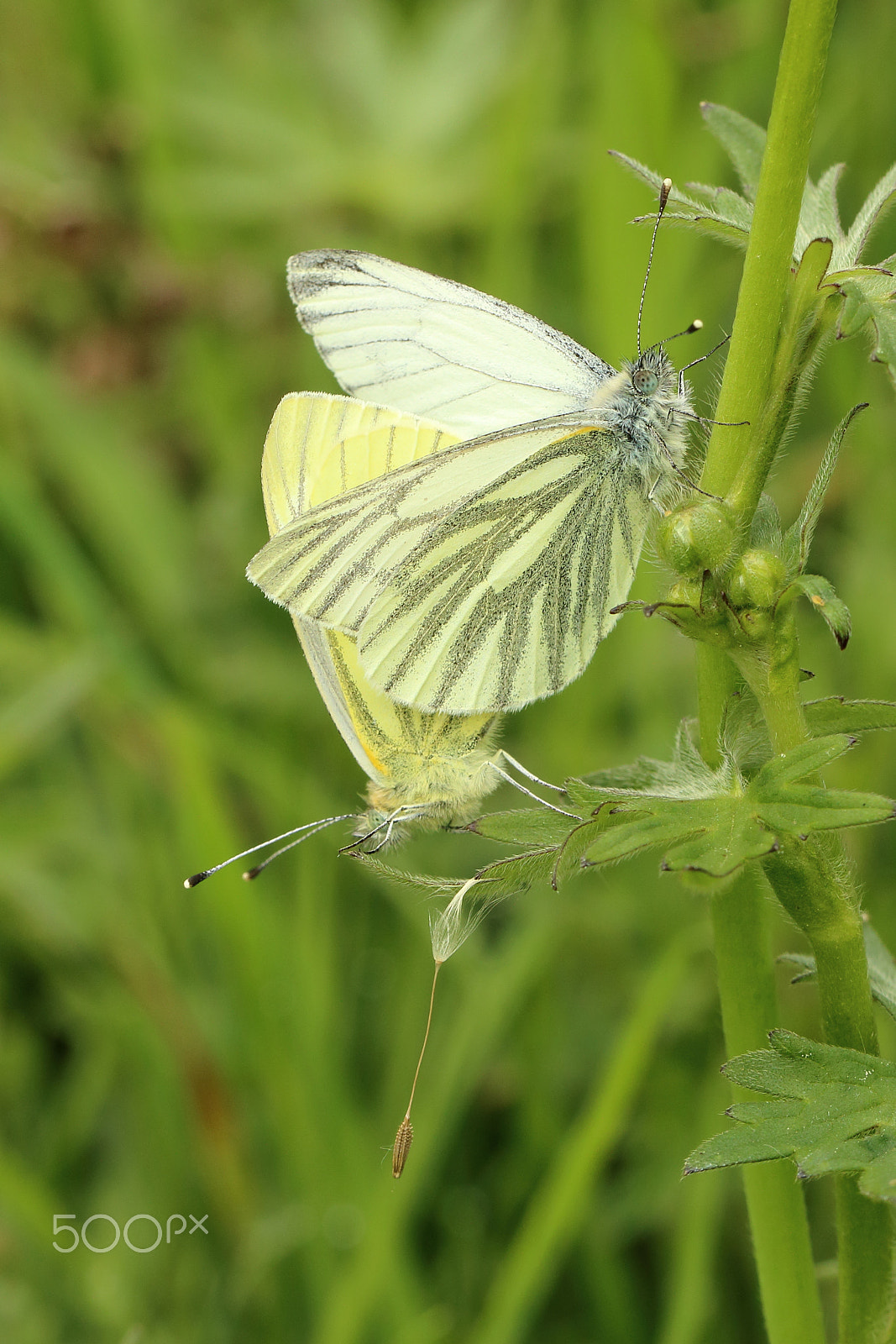 Canon EF 100mm F2.8L Macro IS USM sample photo. Mating green-veined whites photography