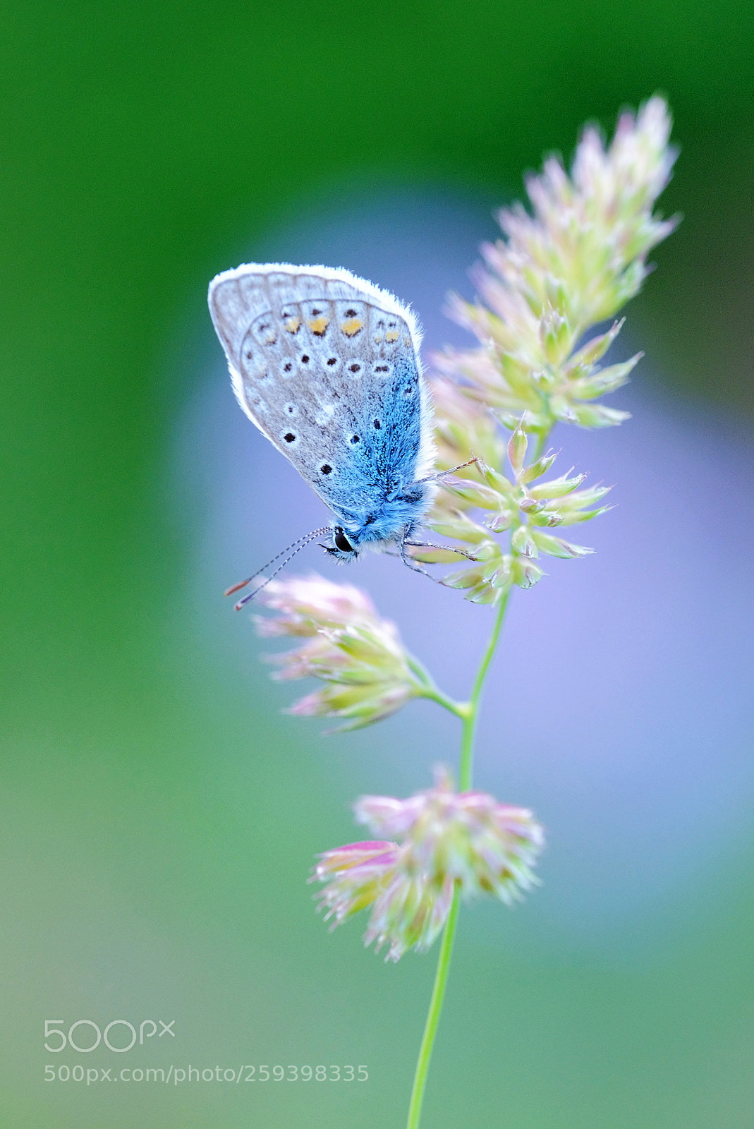 Fujifilm X-T2 sample photo. Blue butterfly photography
