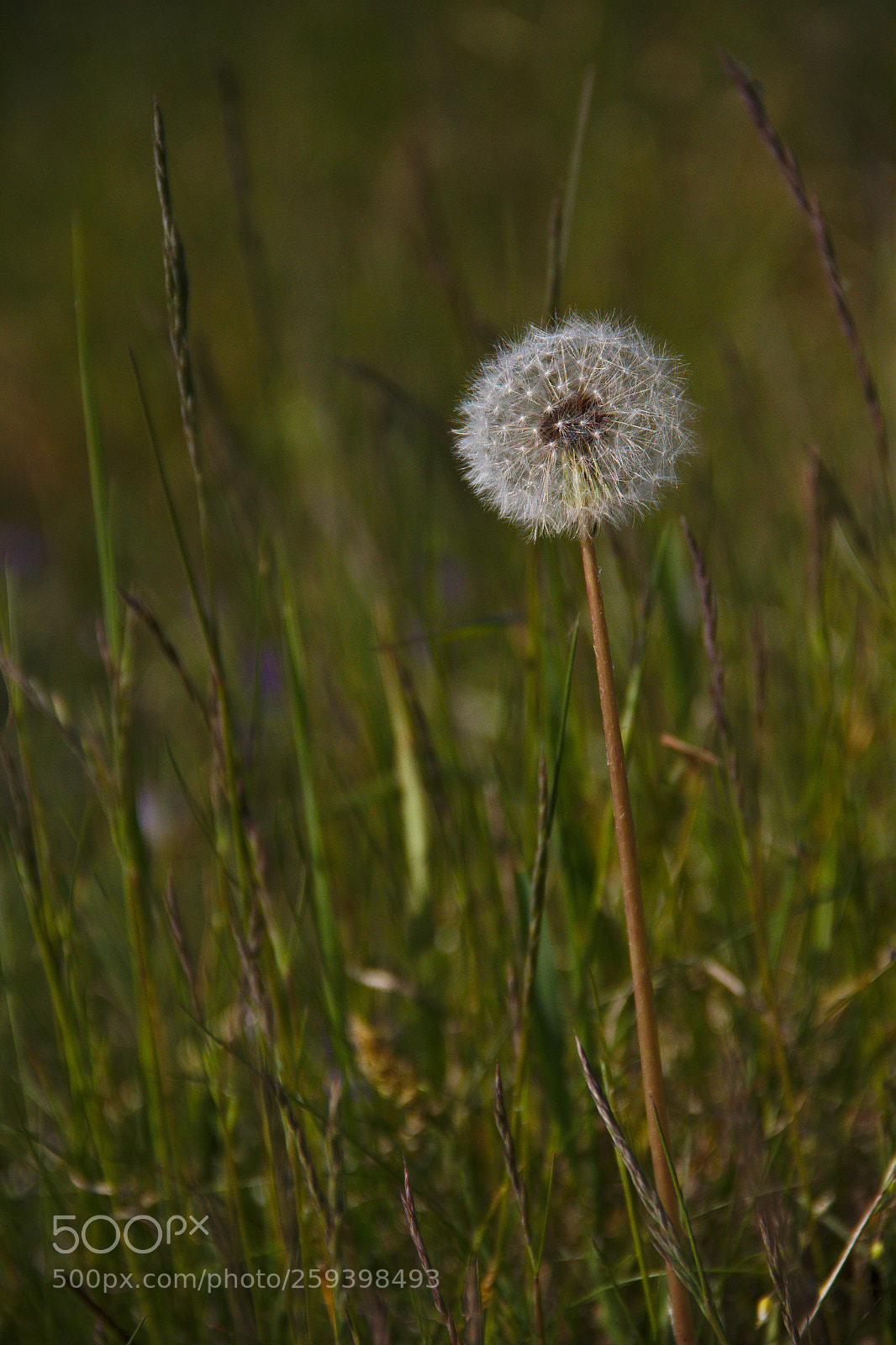 Canon EF-S 18-135mm F3.5-5.6 IS sample photo. Dandelion photography