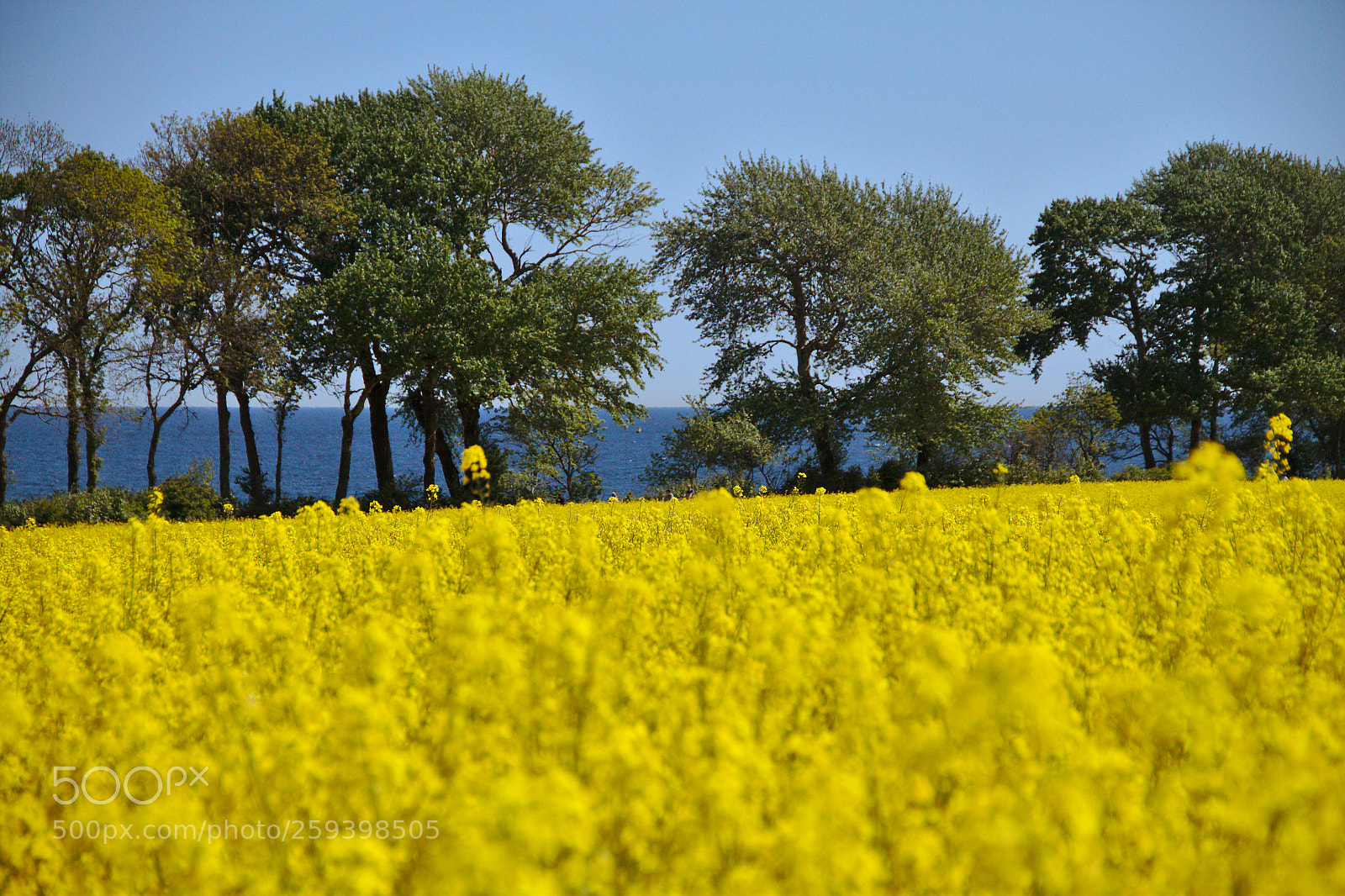 Canon EF-S 18-135mm F3.5-5.6 IS sample photo. Canolafield photography