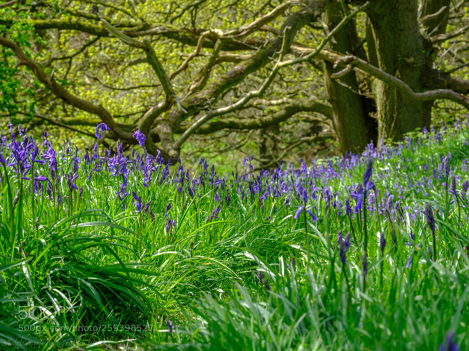 Fujifilm X-T2 sample photo. Down in the woods. photography