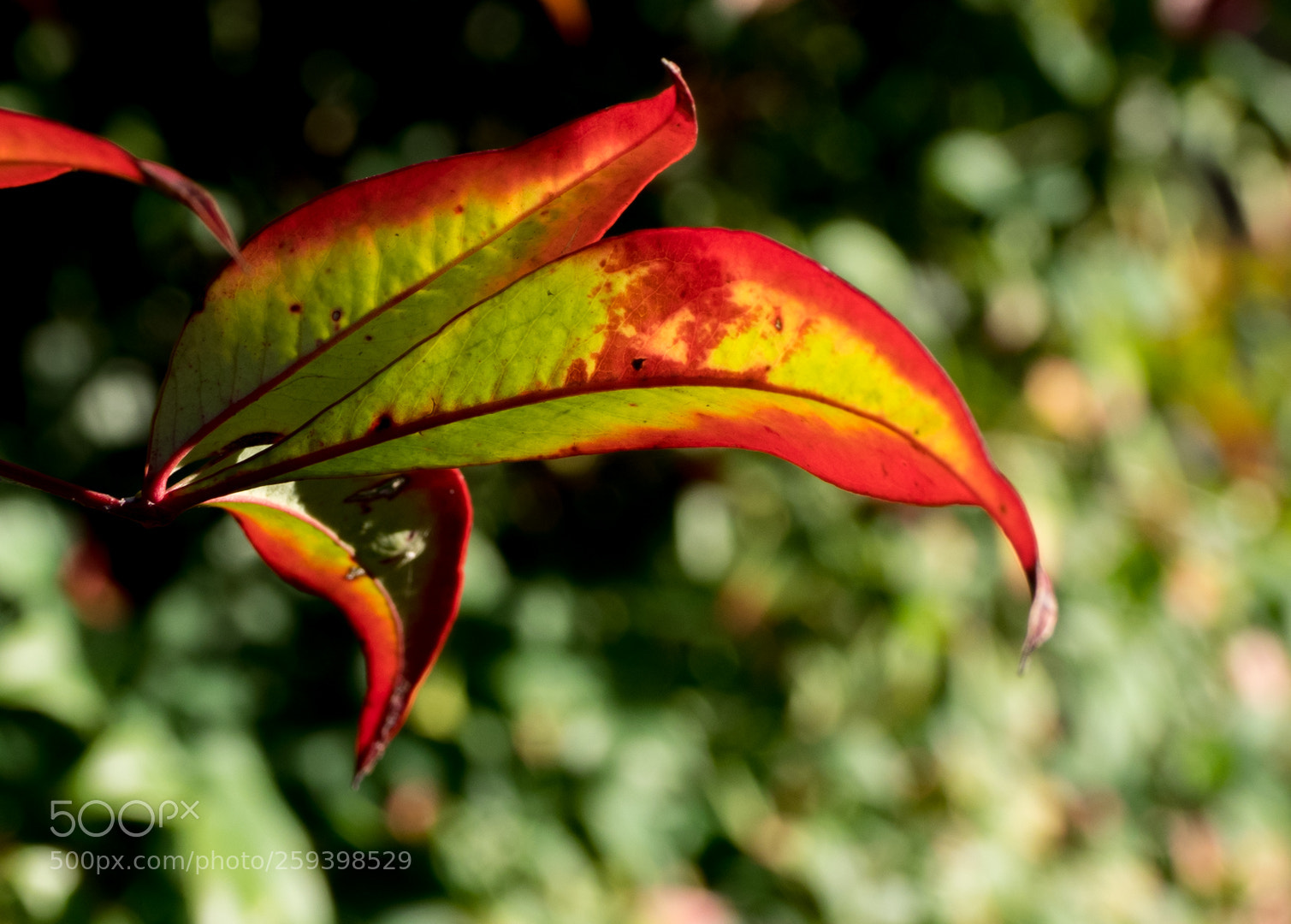 Olympus OM-D E-M1 sample photo. Colors of fall photography