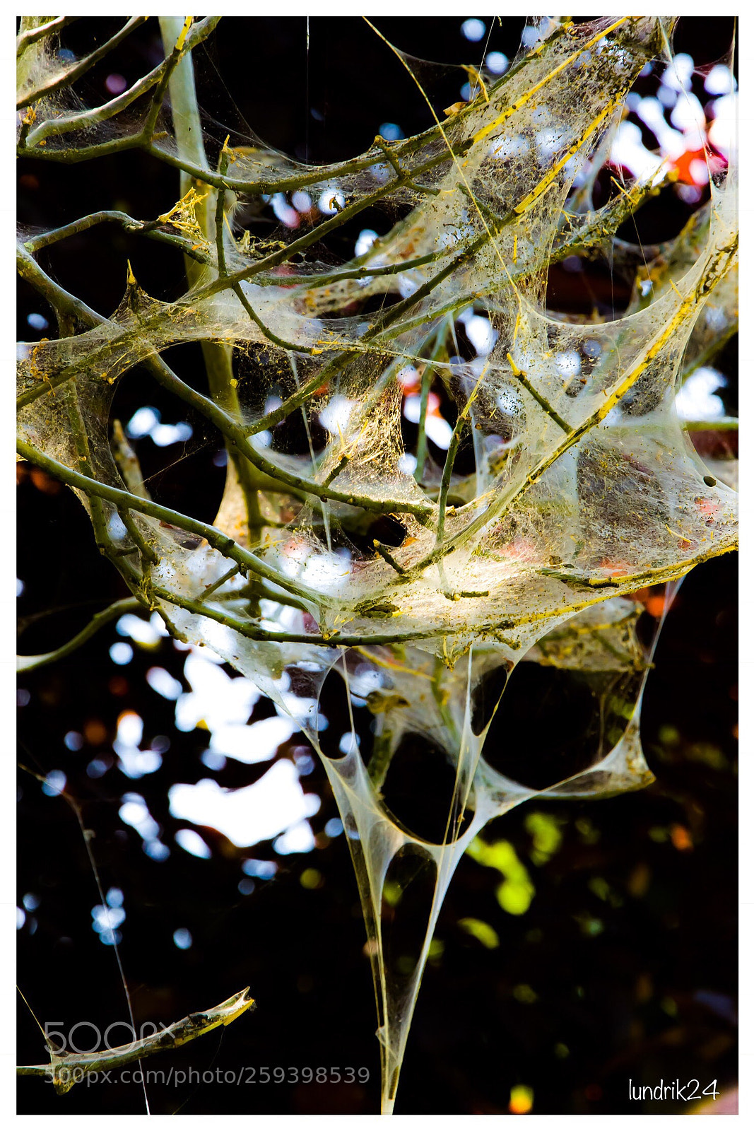 Nikon D7200 sample photo. Scarry photography