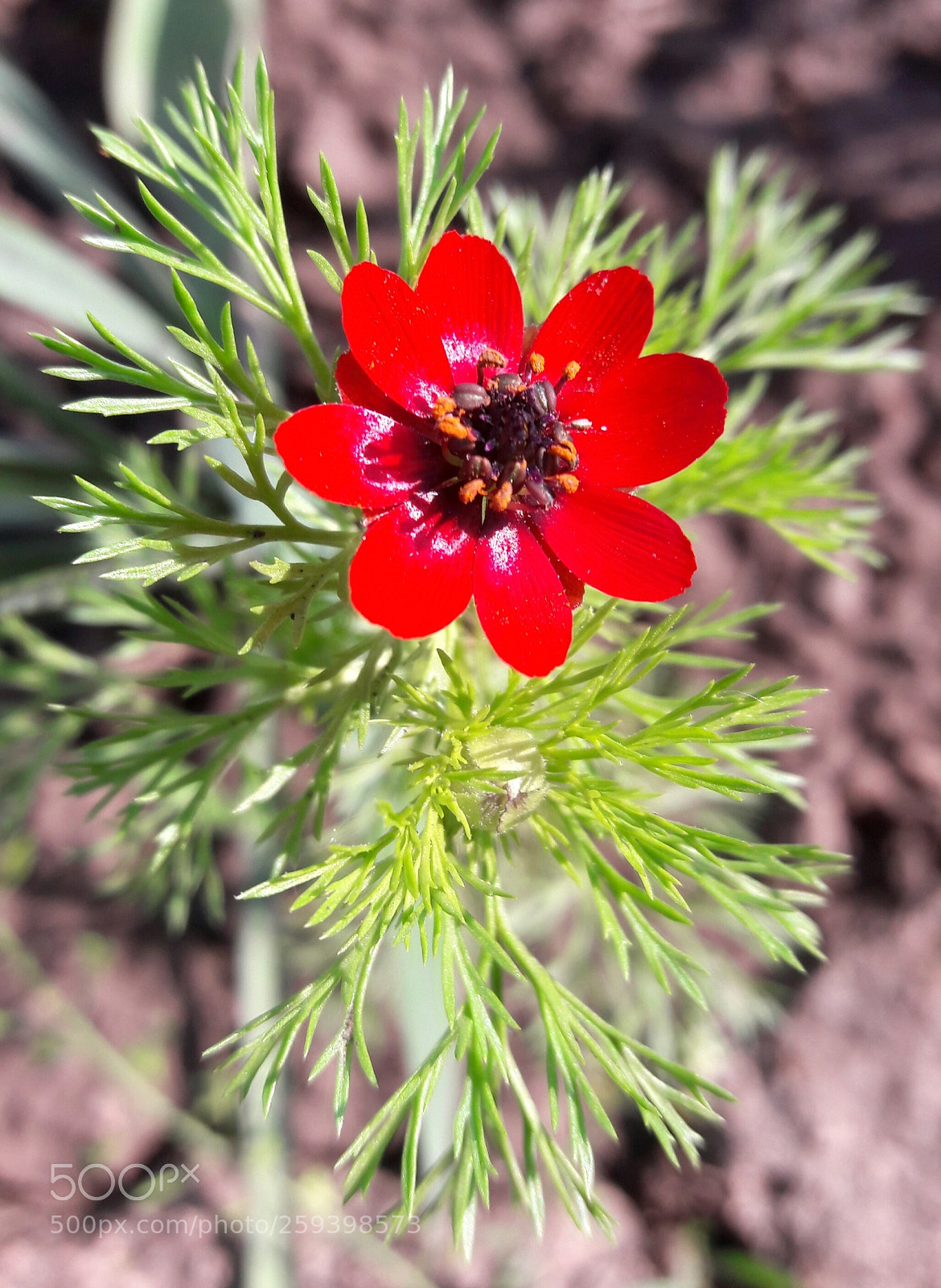 Samsung Galaxy J7 sample photo. Simple flower photography