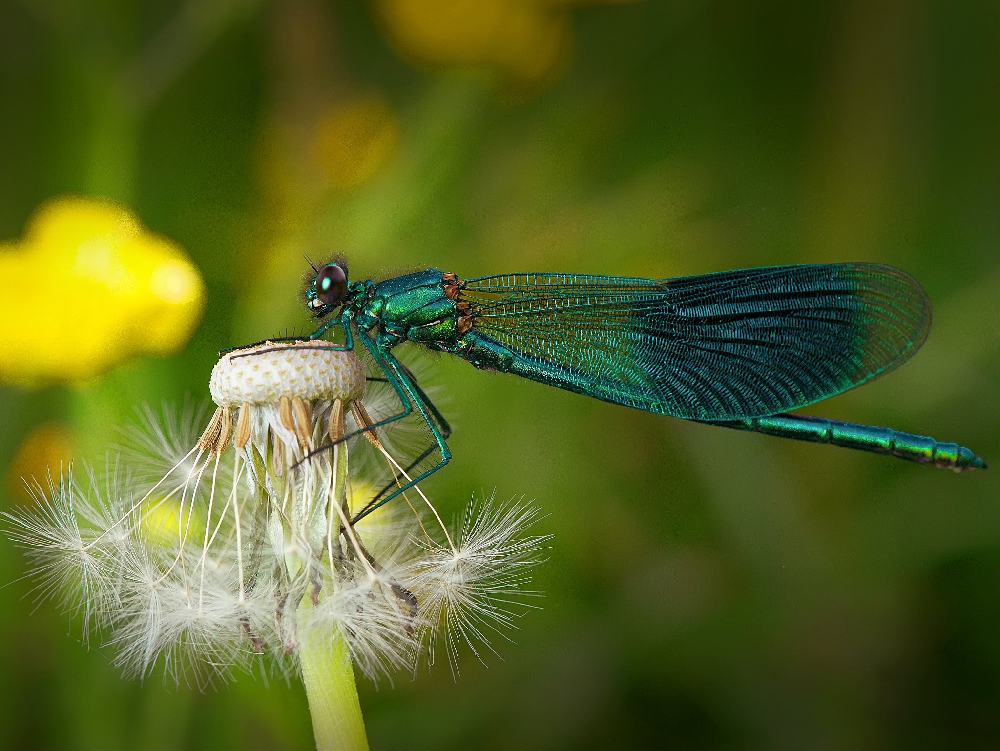 Panasonic DMC-G81 sample photo. Libelle schwarzblau photography