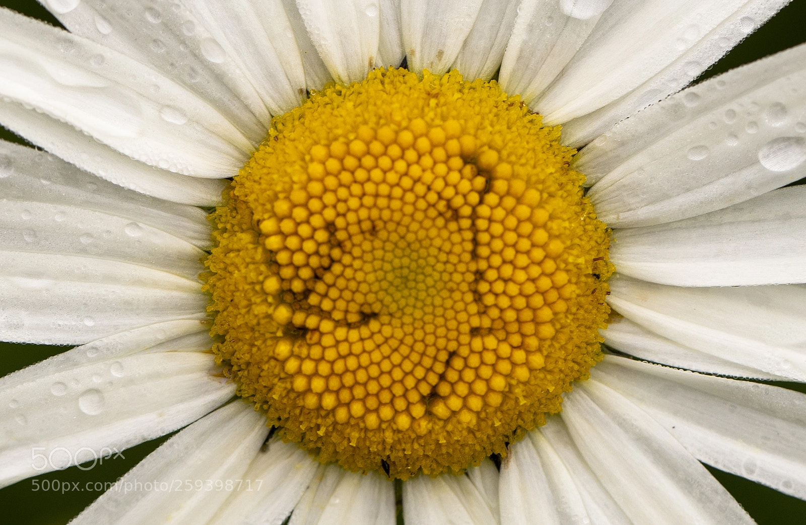 Sony a7 III sample photo. Stamen photography
