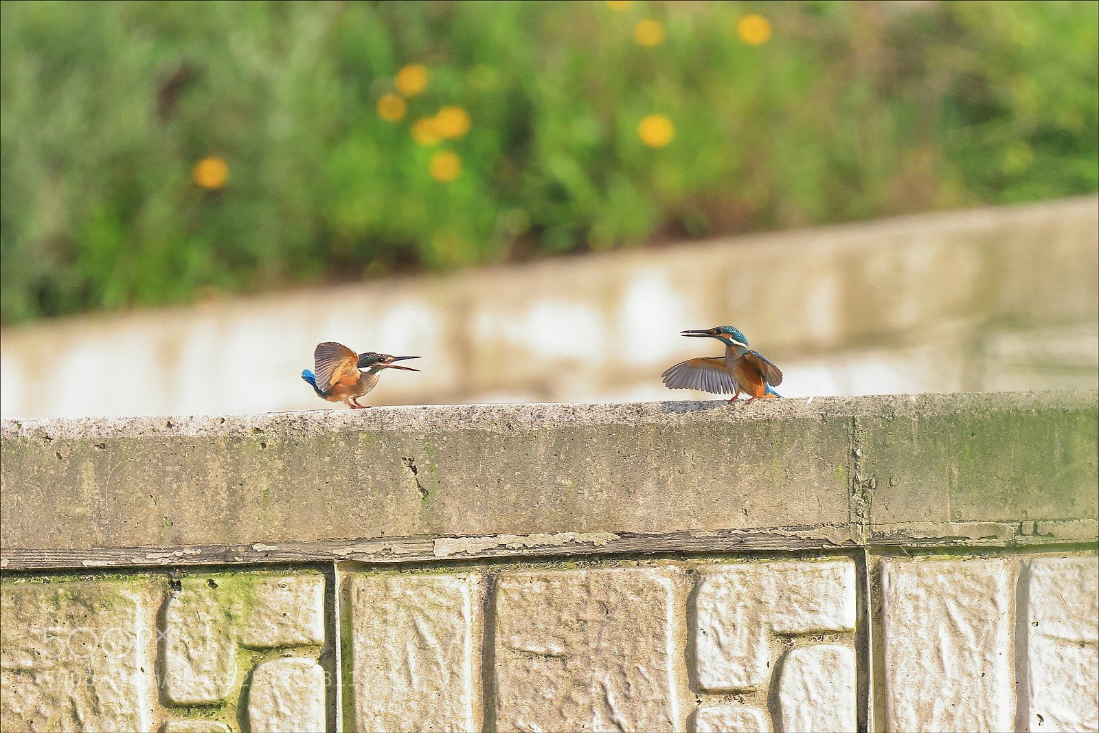 Canon EOS 7D Mark II sample photo. Beautiful korea - animal_0007 photography