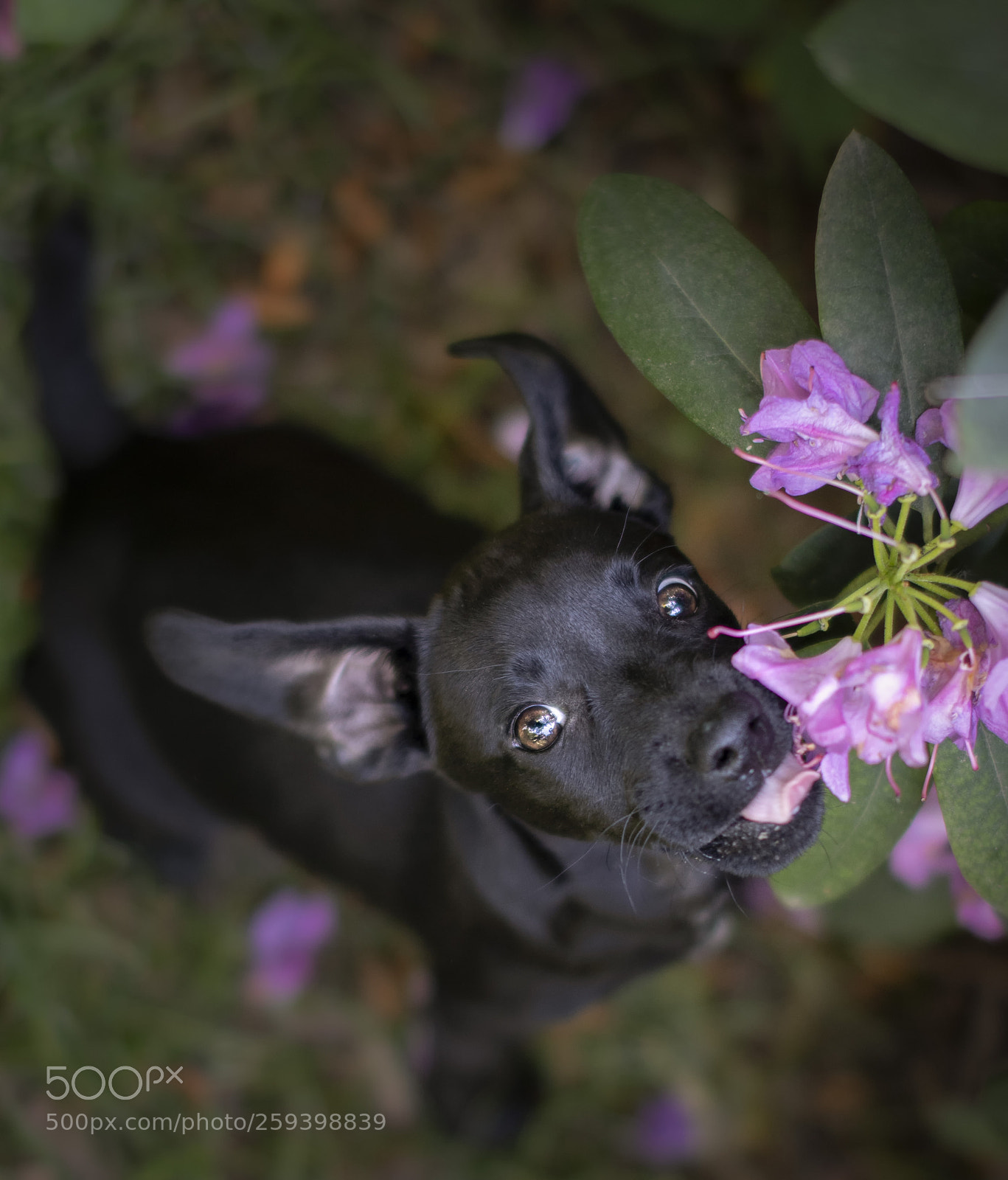 Nikon D500 sample photo. Sweet and little one photography