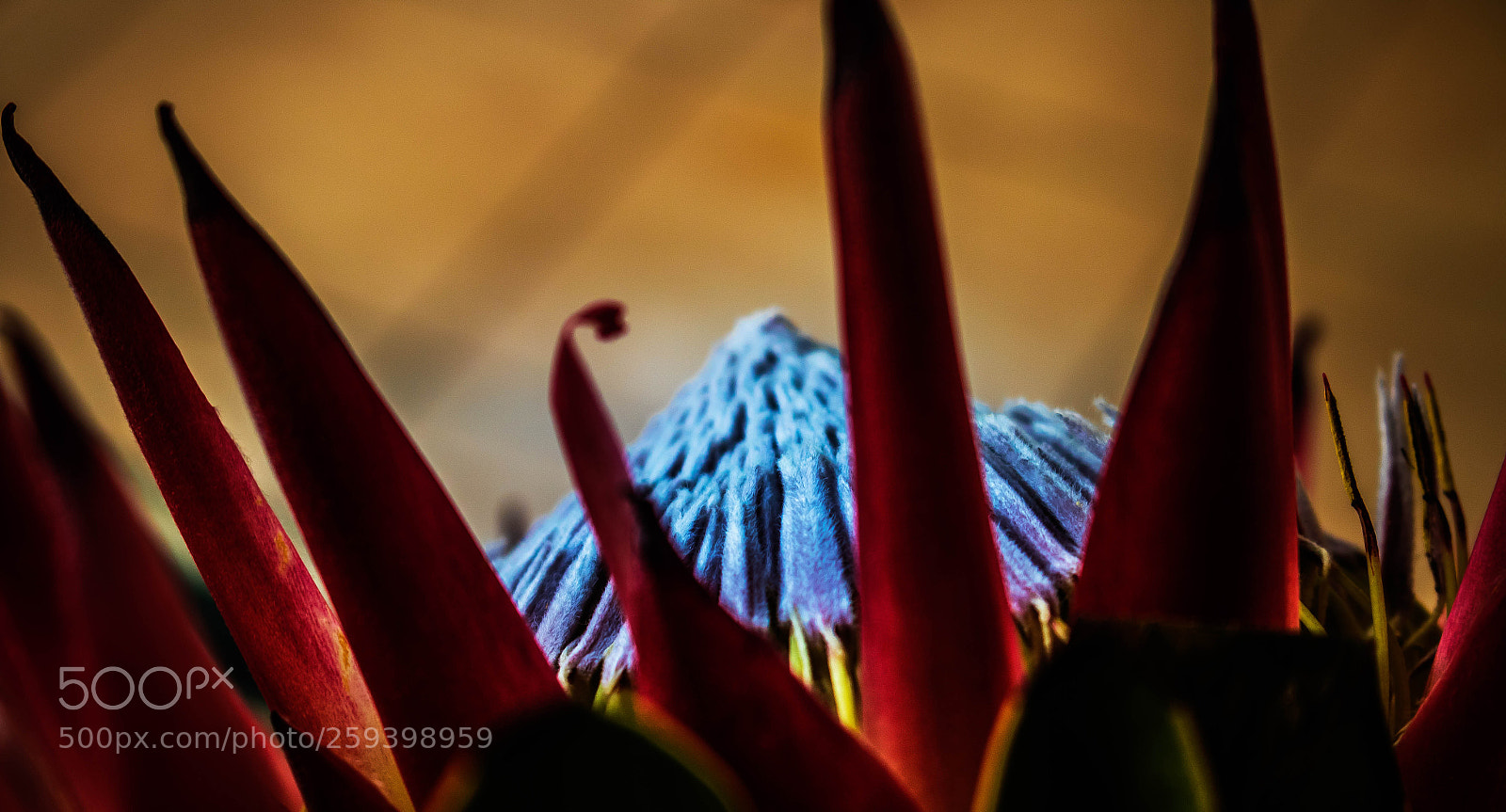 Canon EOS 7D Mark II sample photo. Light my fire photography