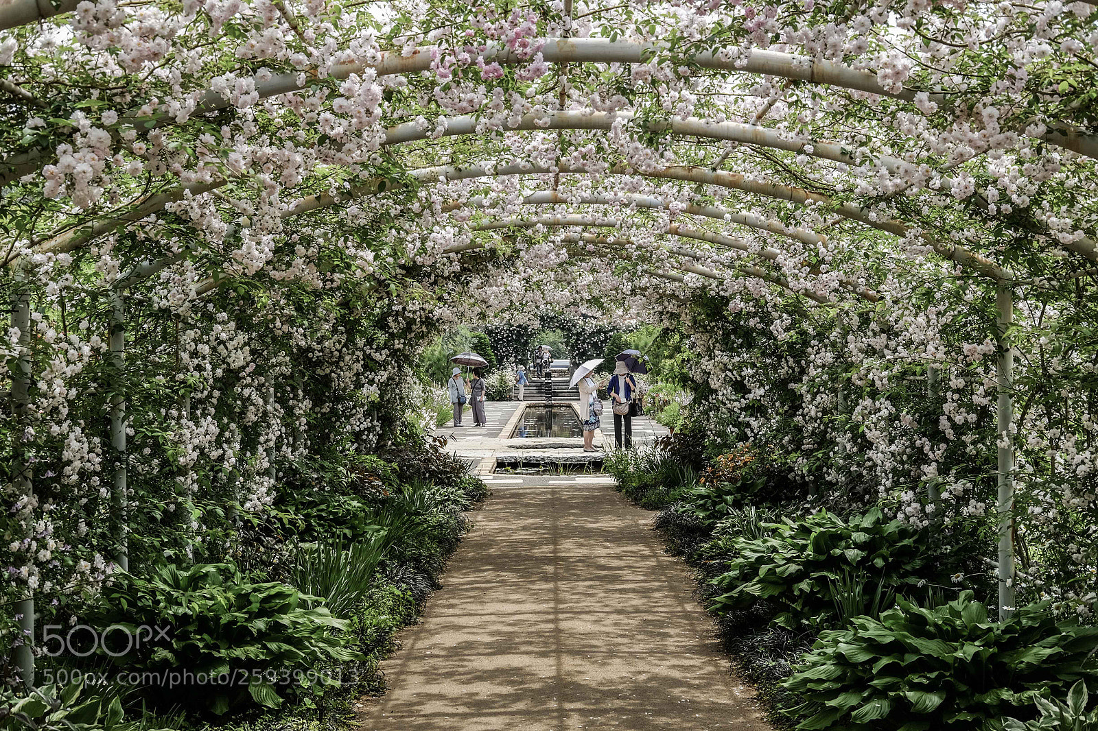 Fujifilm X-E2 sample photo. Rose garden photography
