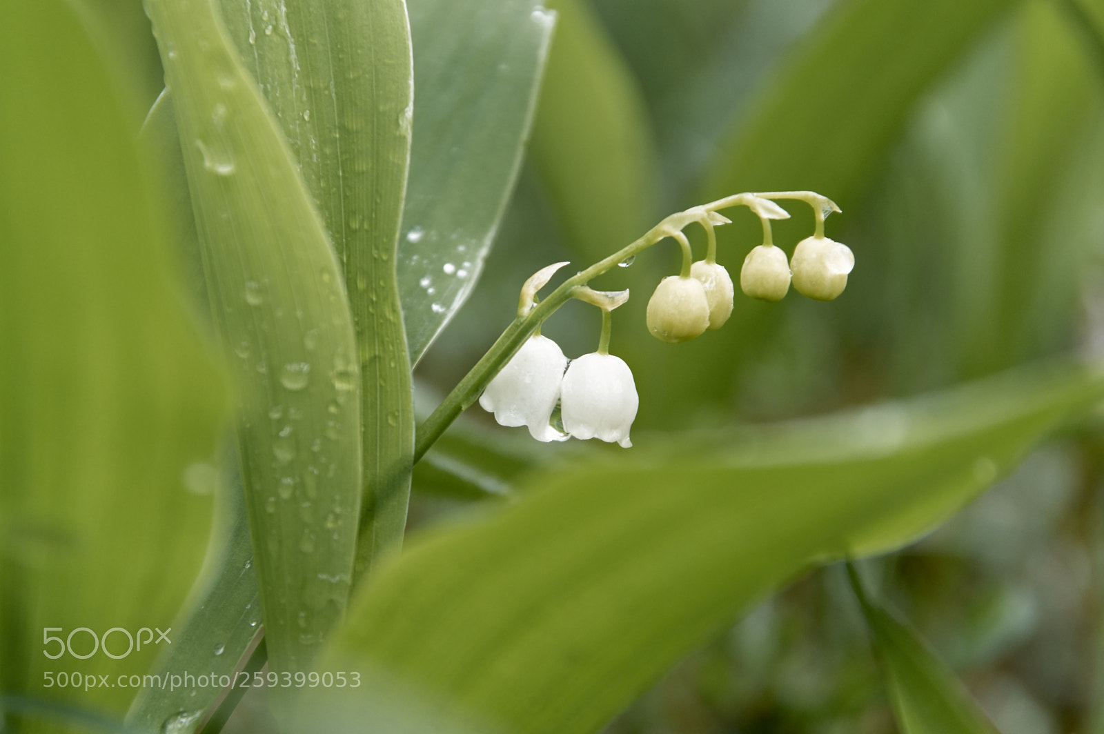 Pentax K-3 II sample photo. Lily of the valley ... photography