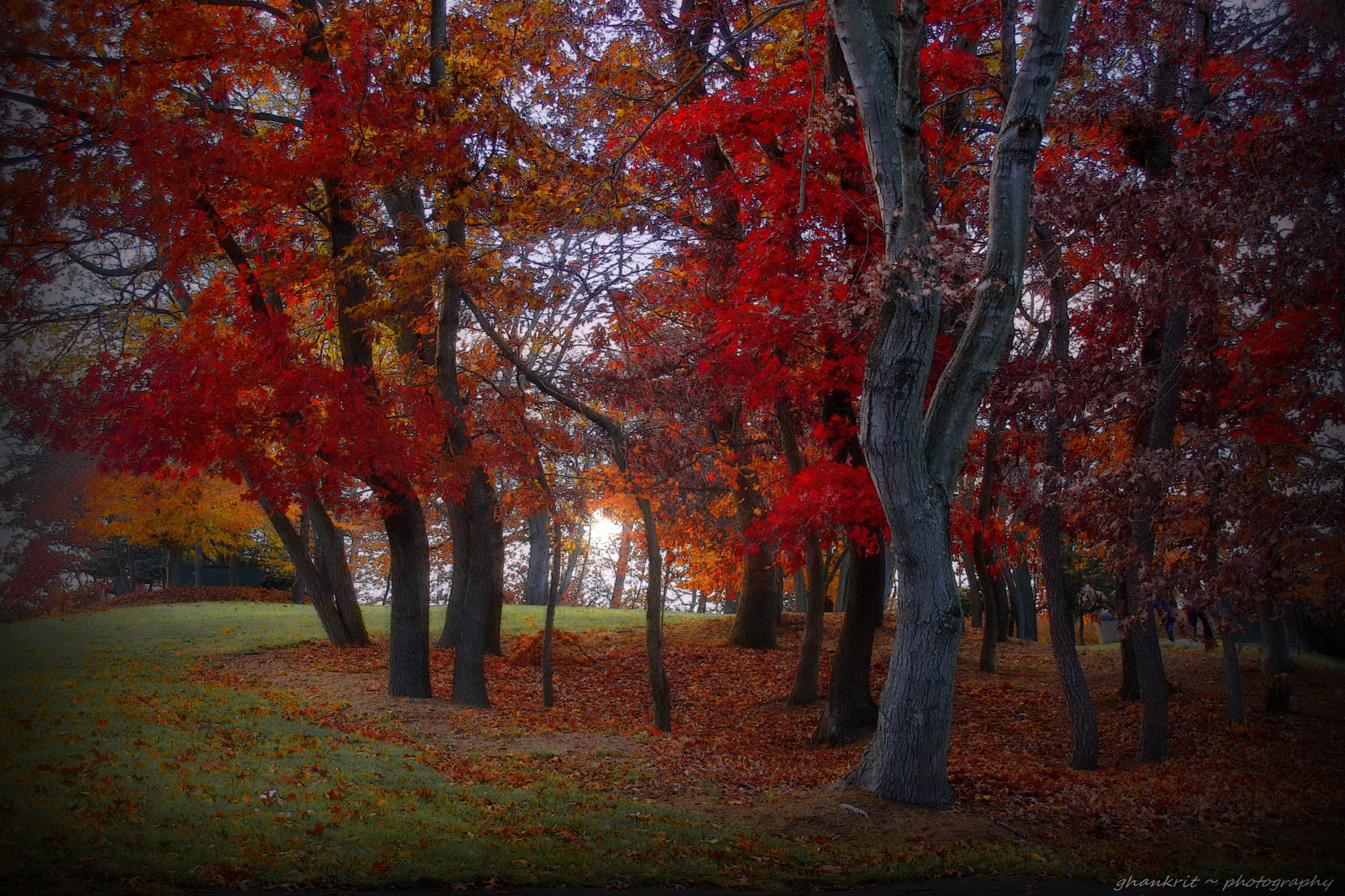 Sony Cyber-shot DSC-H10 sample photo. Wake forest.. photography