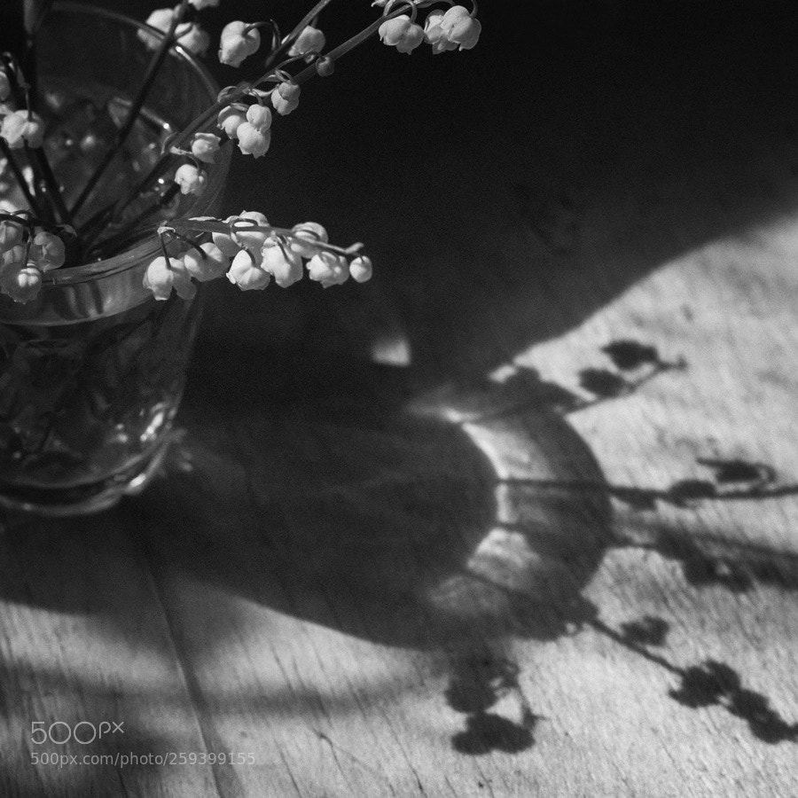 Nikon D700 sample photo. Untitled photography