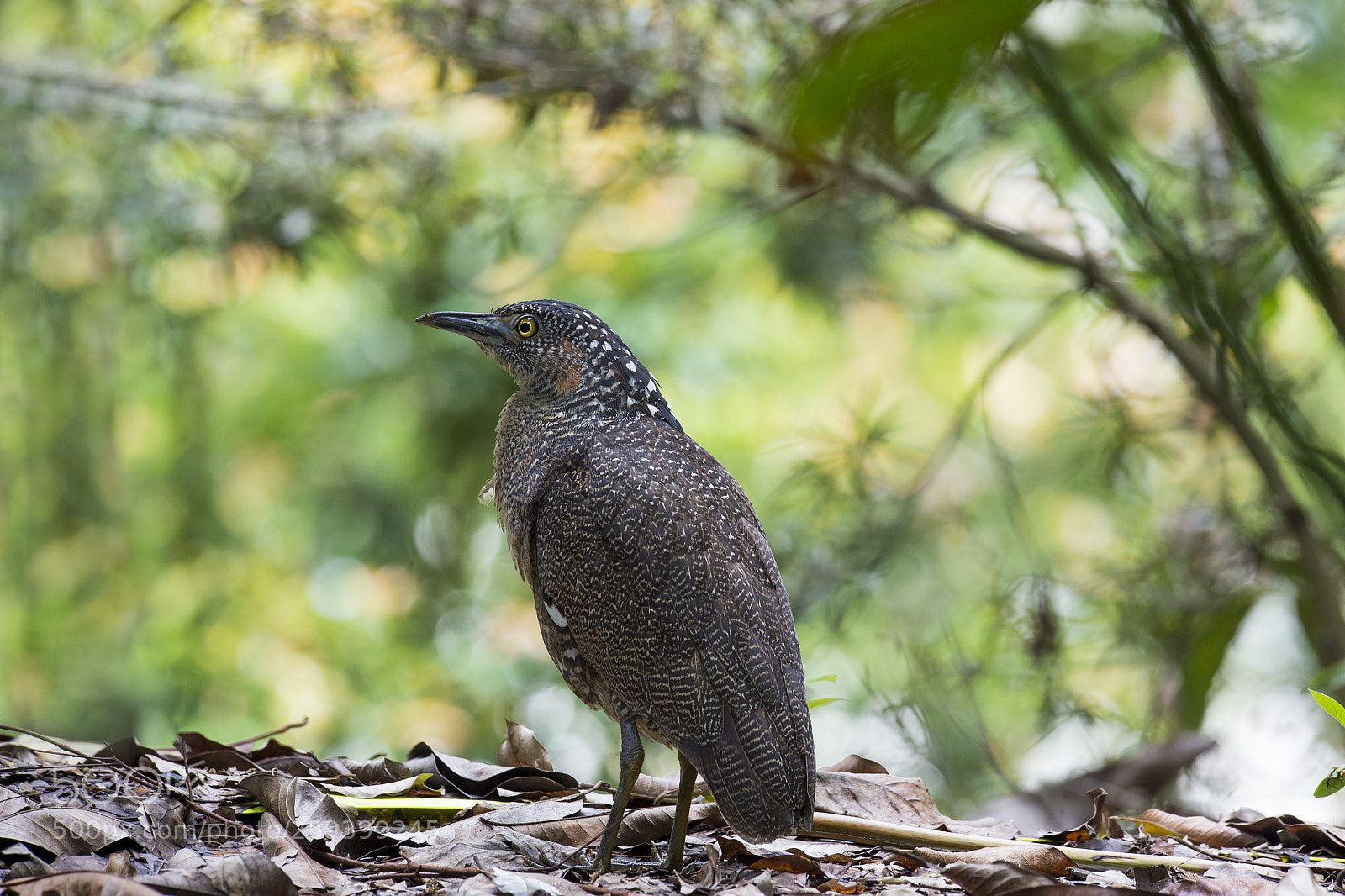 Nikon D4 sample photo. Malayan night heron (jv) photography